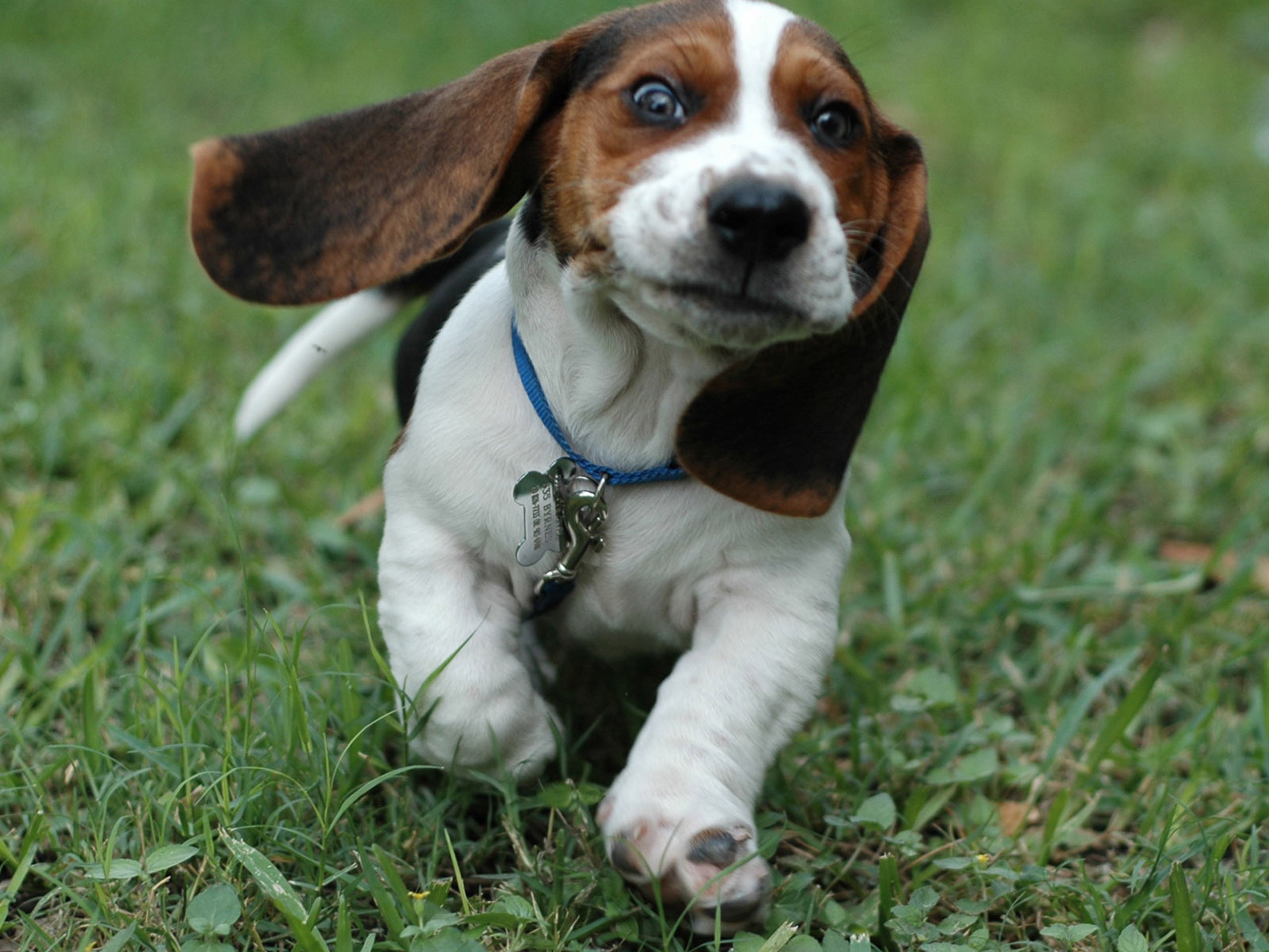 animal, beagle, dog, face, grass, running, dogs