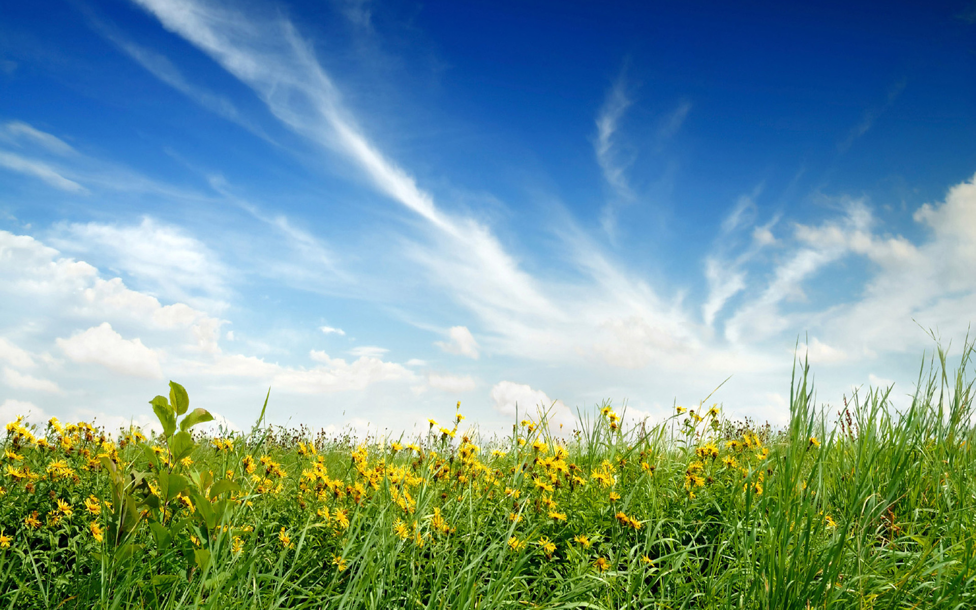 Handy-Wallpaper Blumen, Blume, Erde/natur kostenlos herunterladen.