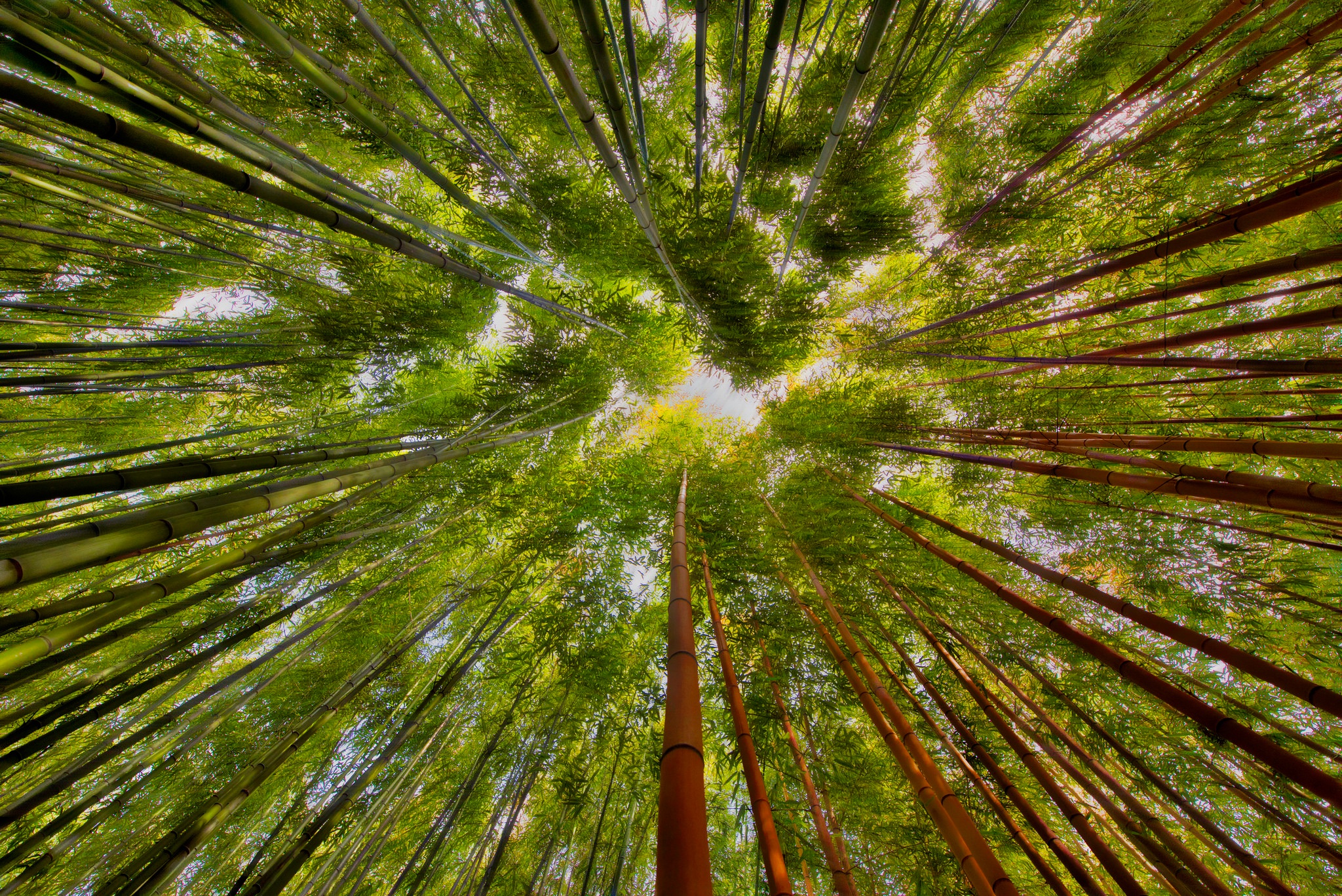 Download mobile wallpaper Nature, Earth, Bamboo, Greenery for free.