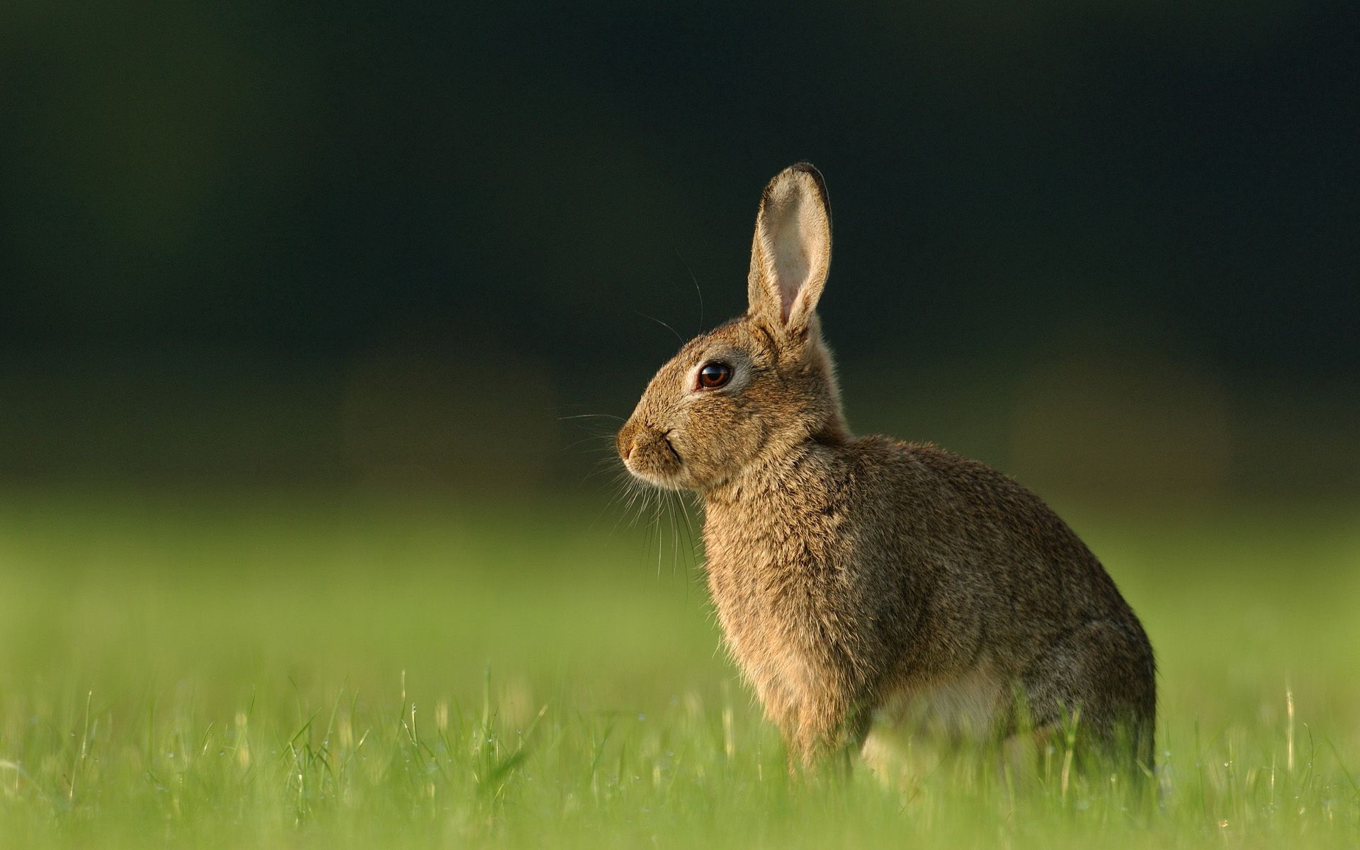 53804 скачать обои кролик, заяц, животные, трава, ожидание - заставки и картинки бесплатно