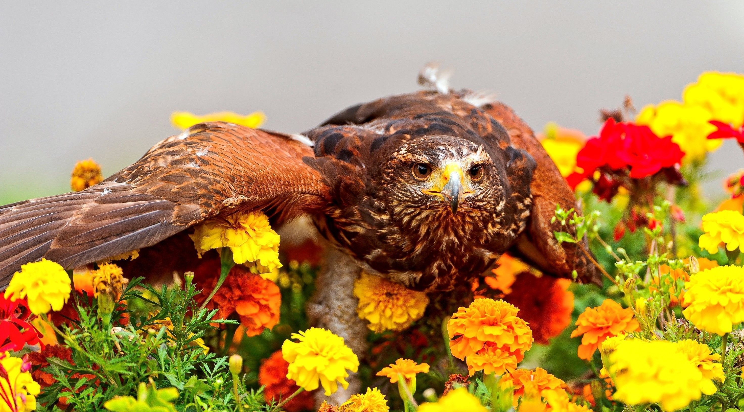 Free download wallpaper Predator, Animals, Flowers, Bird, Wings, Eagle on your PC desktop