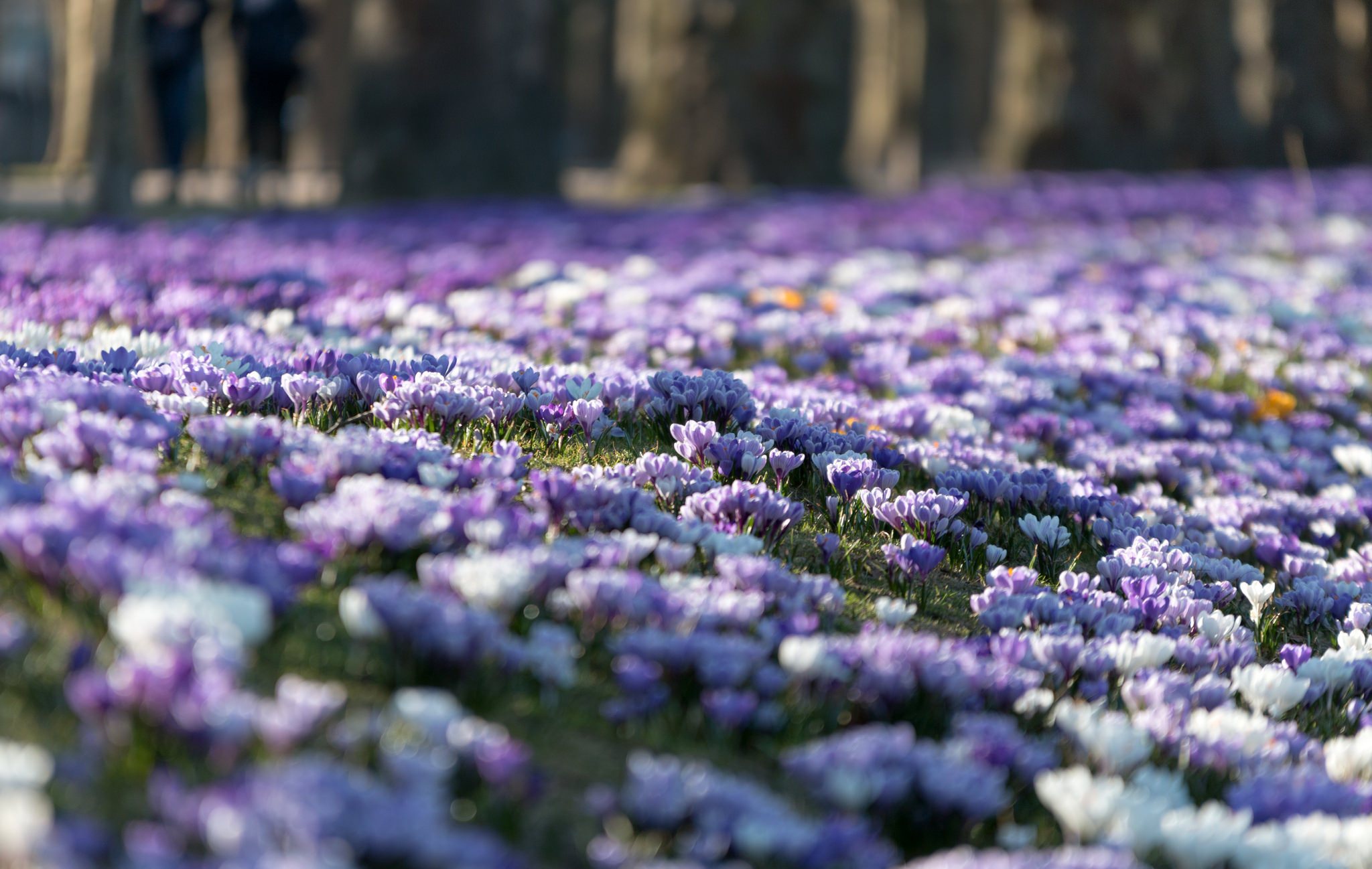 無料モバイル壁紙自然, フラワーズ, 花, 地球, 春, クロッカス, 白い花, 紫色の花, 被写界深度をダウンロードします。