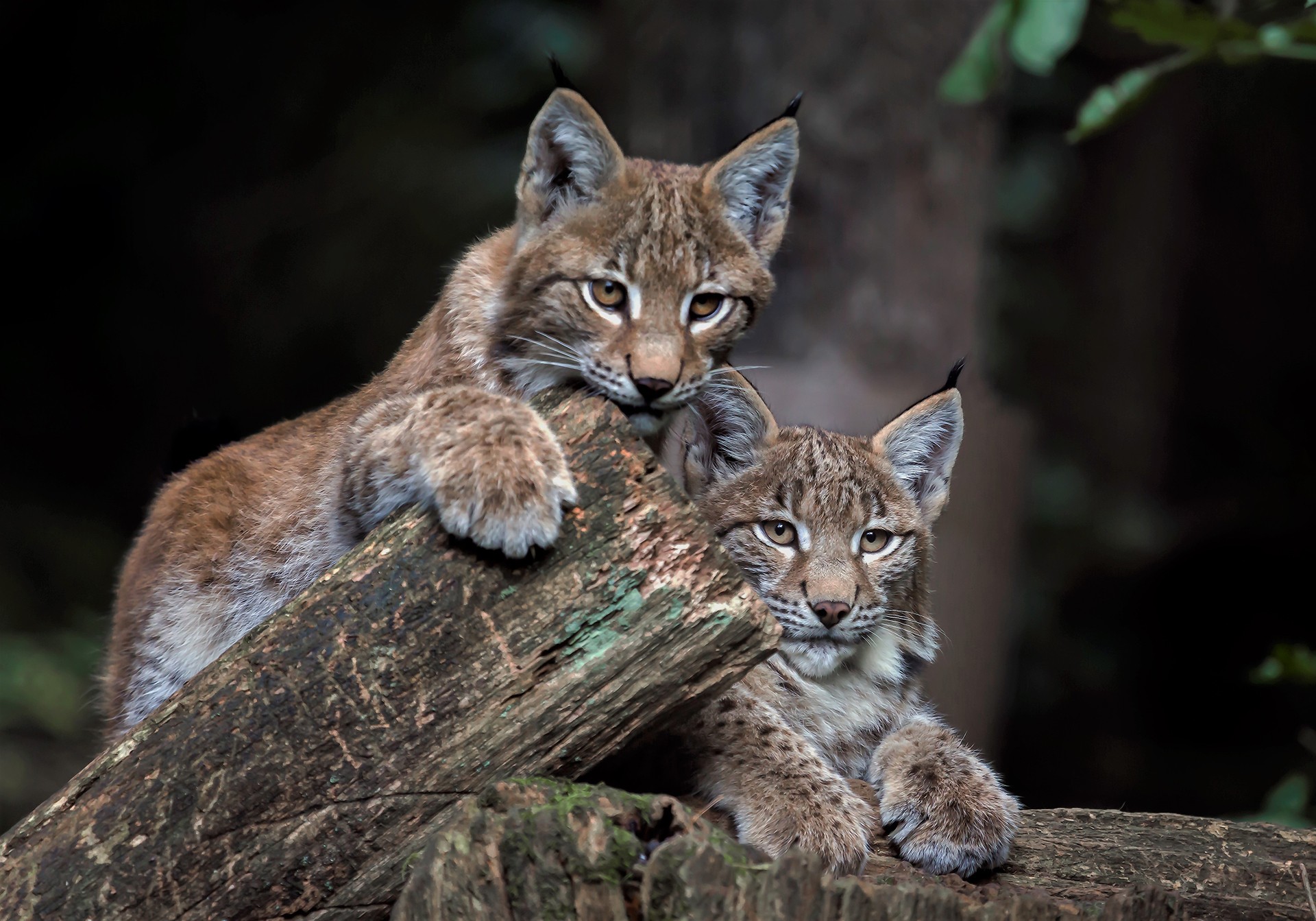 Handy-Wallpaper Tiere, Katzen, Luchs kostenlos herunterladen.