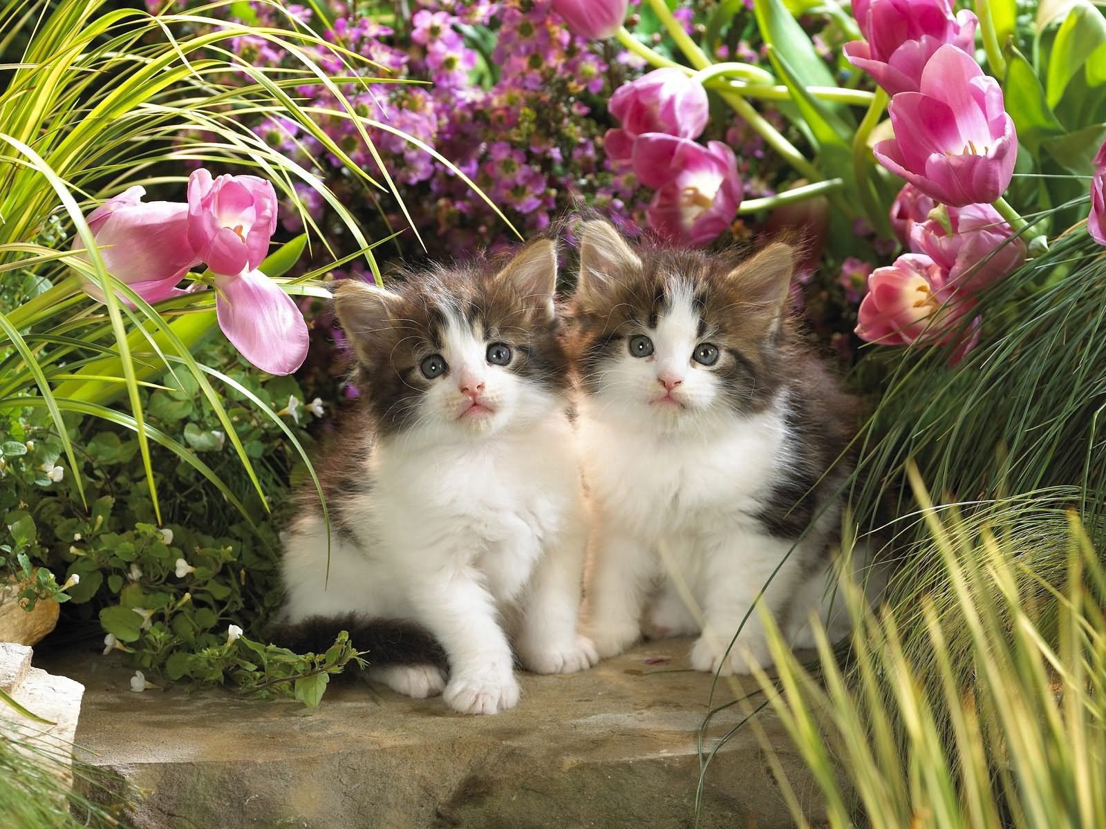 kittens, couple, pair, animals, flowers, grass