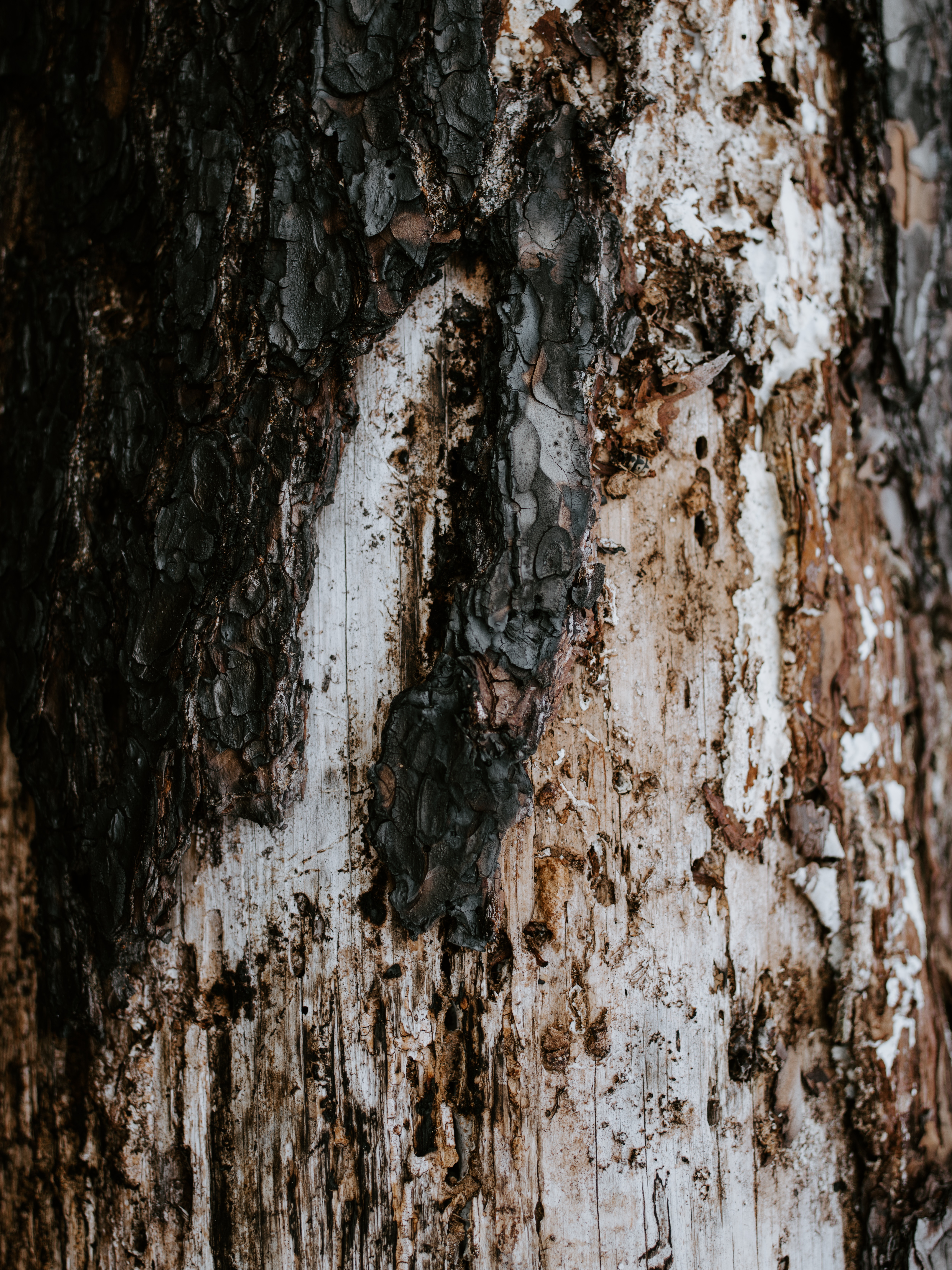 Download mobile wallpaper Wood, Trunk, Tree, Bark, Texture, Textures for free.