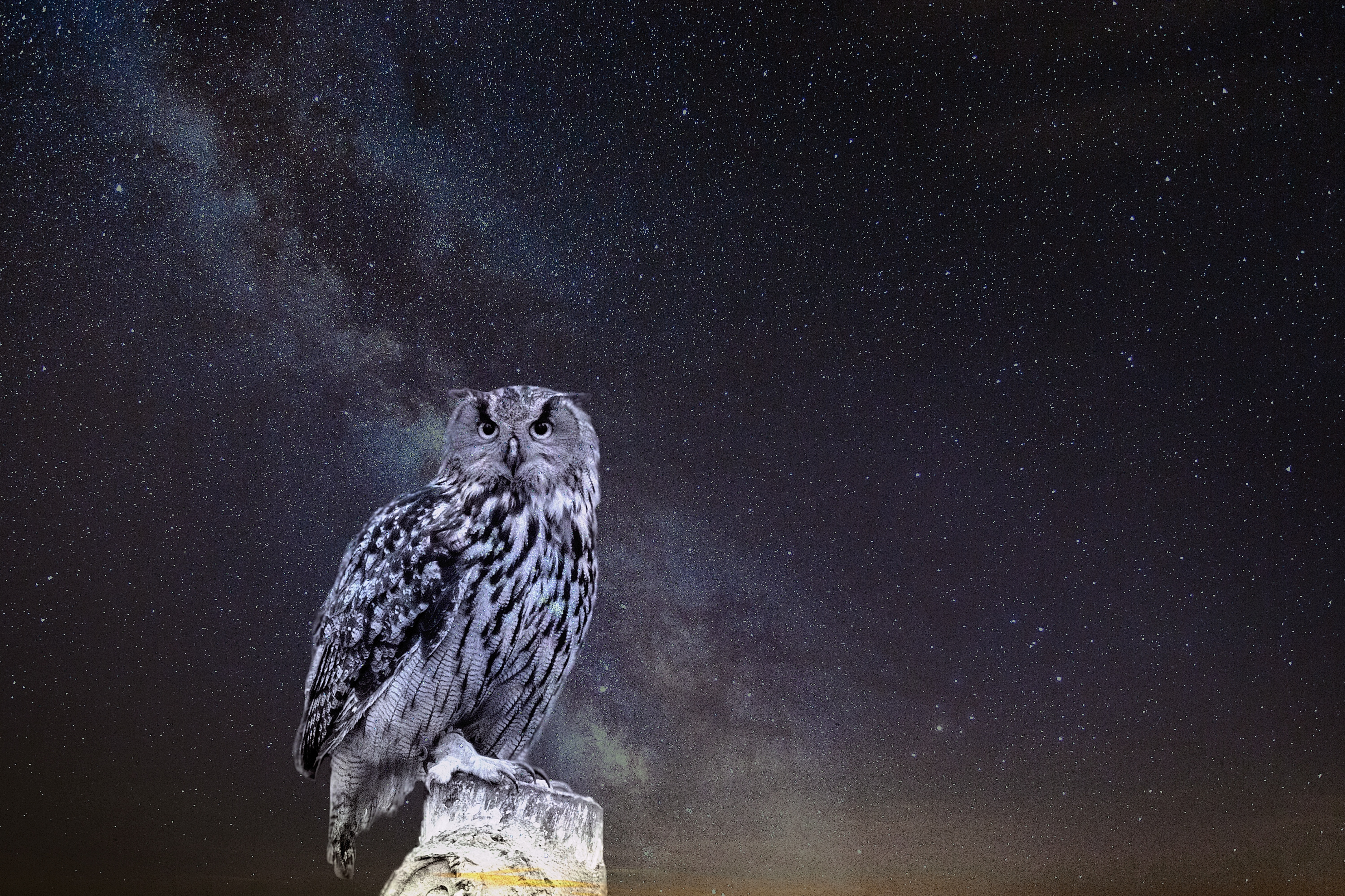 Mobile wallpaper owl, animals, starry sky, photoshop