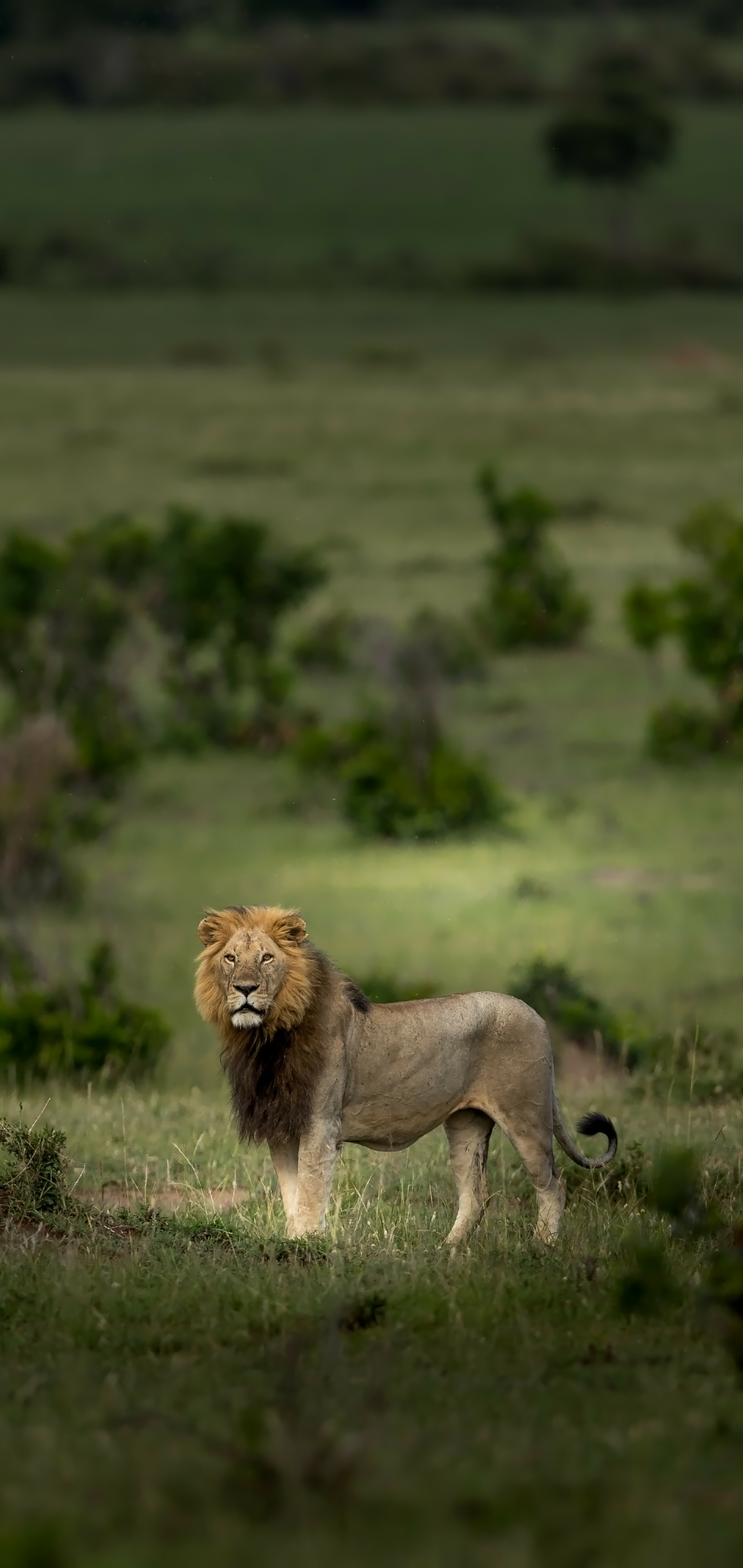 Baixe gratuitamente a imagem Animais, Gatos, Leão, Serengeti na área de trabalho do seu PC