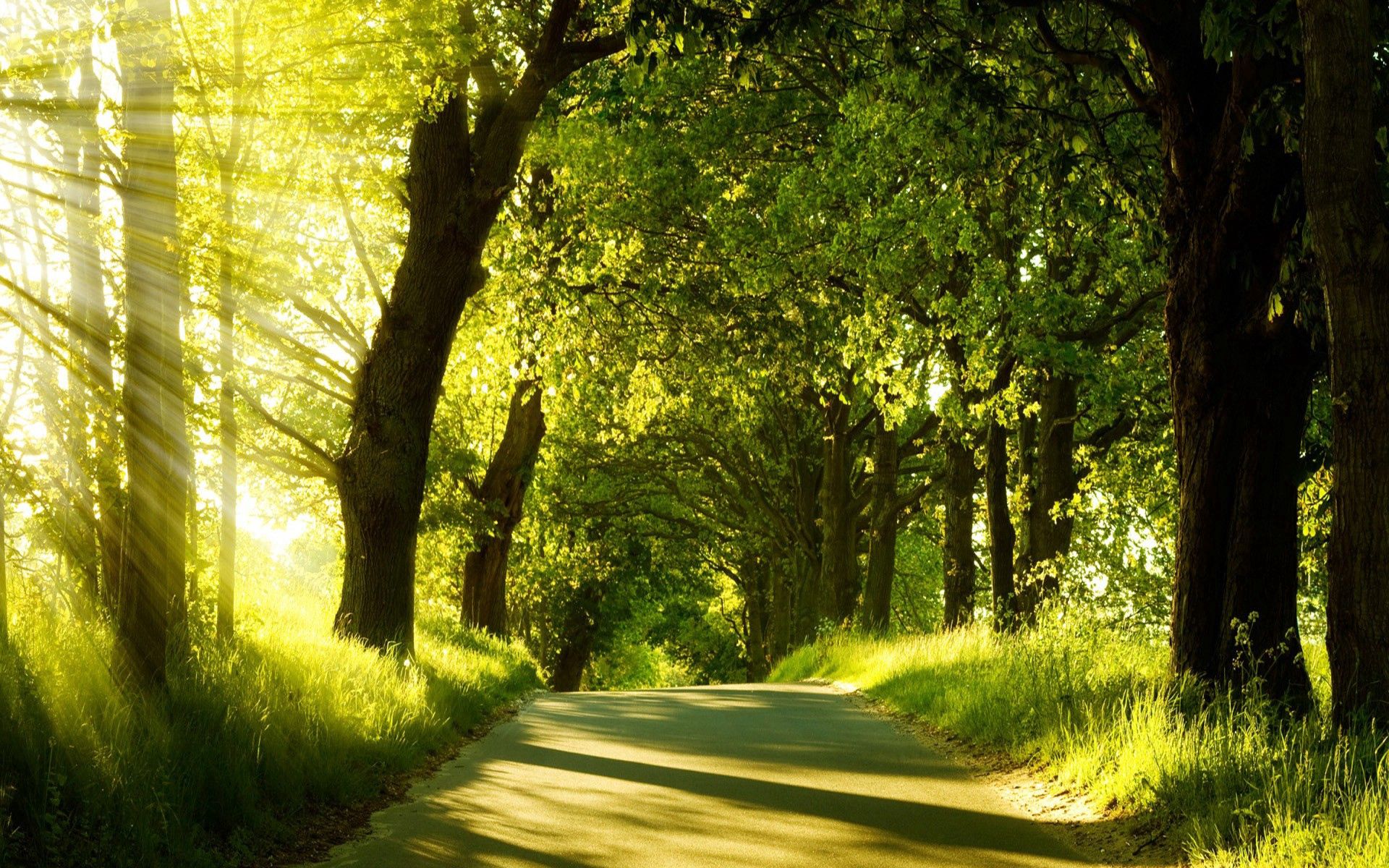 nature, trees, road, summer, beams, rays, greens, sunlight for Windows