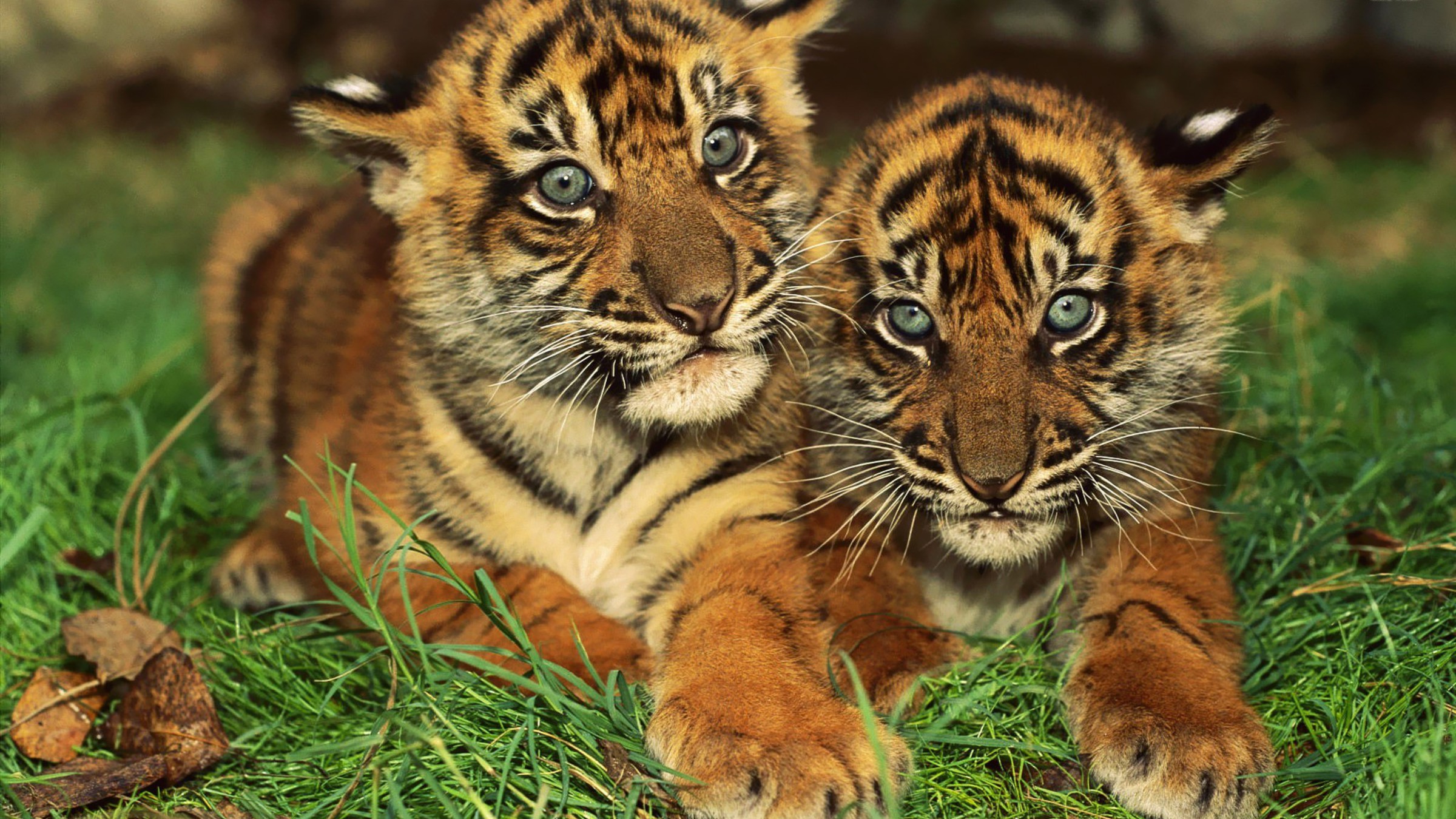 Скачати мобільні шпалери Дитинча, Тигр, Тварина, Милий, Коти, Бенгальський Тигр безкоштовно.