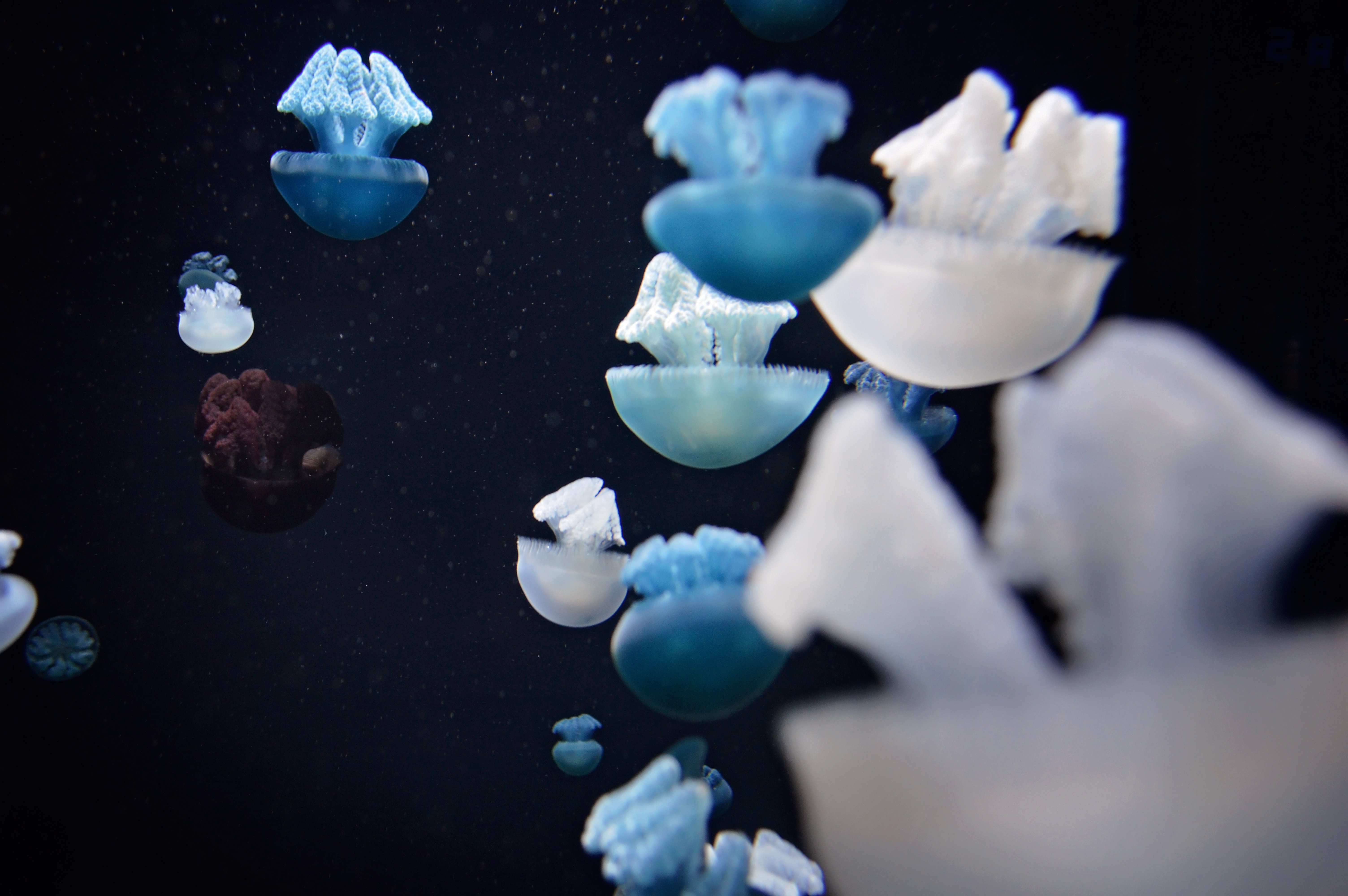 104365 завантажити картинку тварини, медузи, макро, макрос, підводний світ, щупальці, щупальця - шпалери і заставки безкоштовно