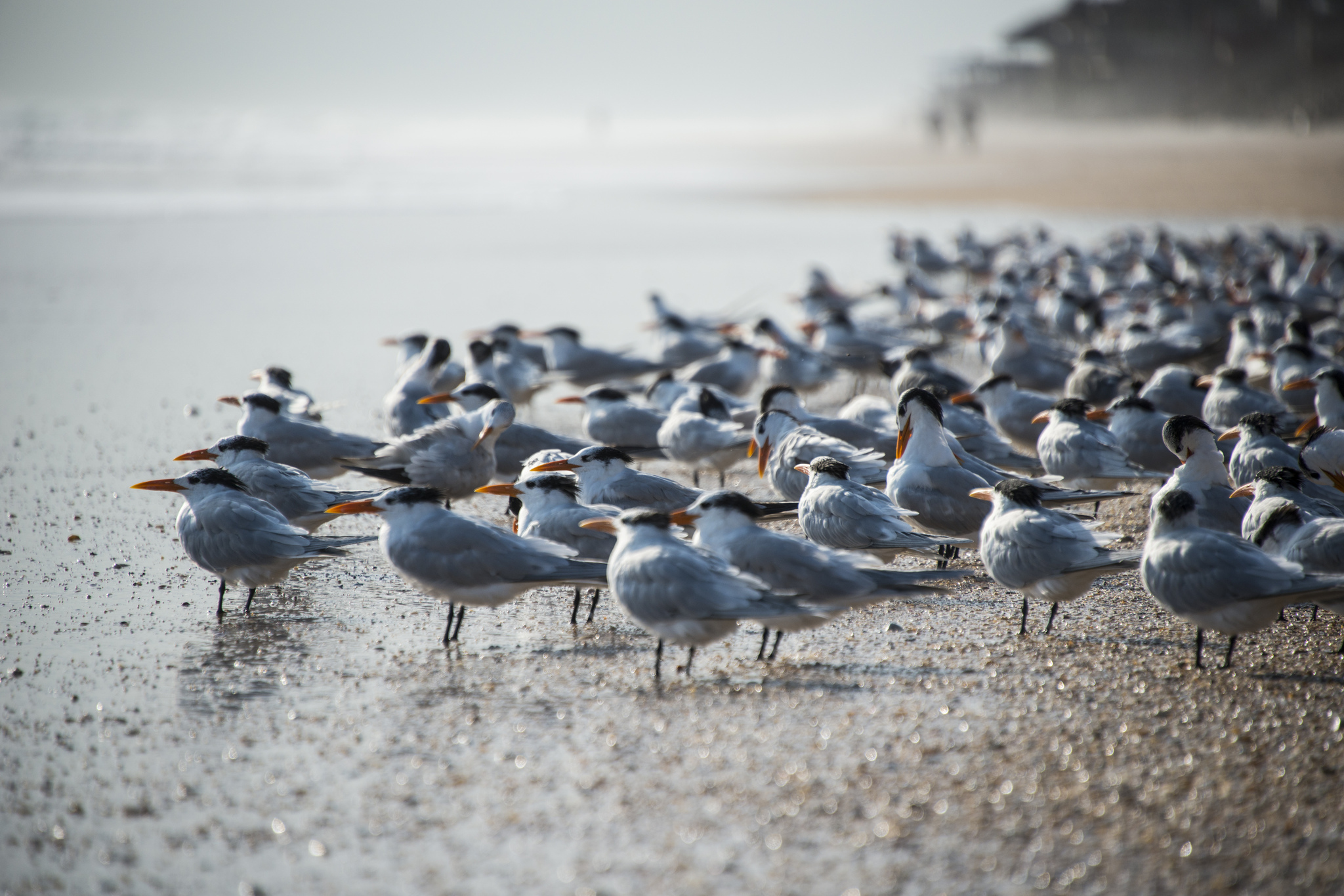 Download mobile wallpaper Birds, Shore, Bird, Blur, Animal for free.