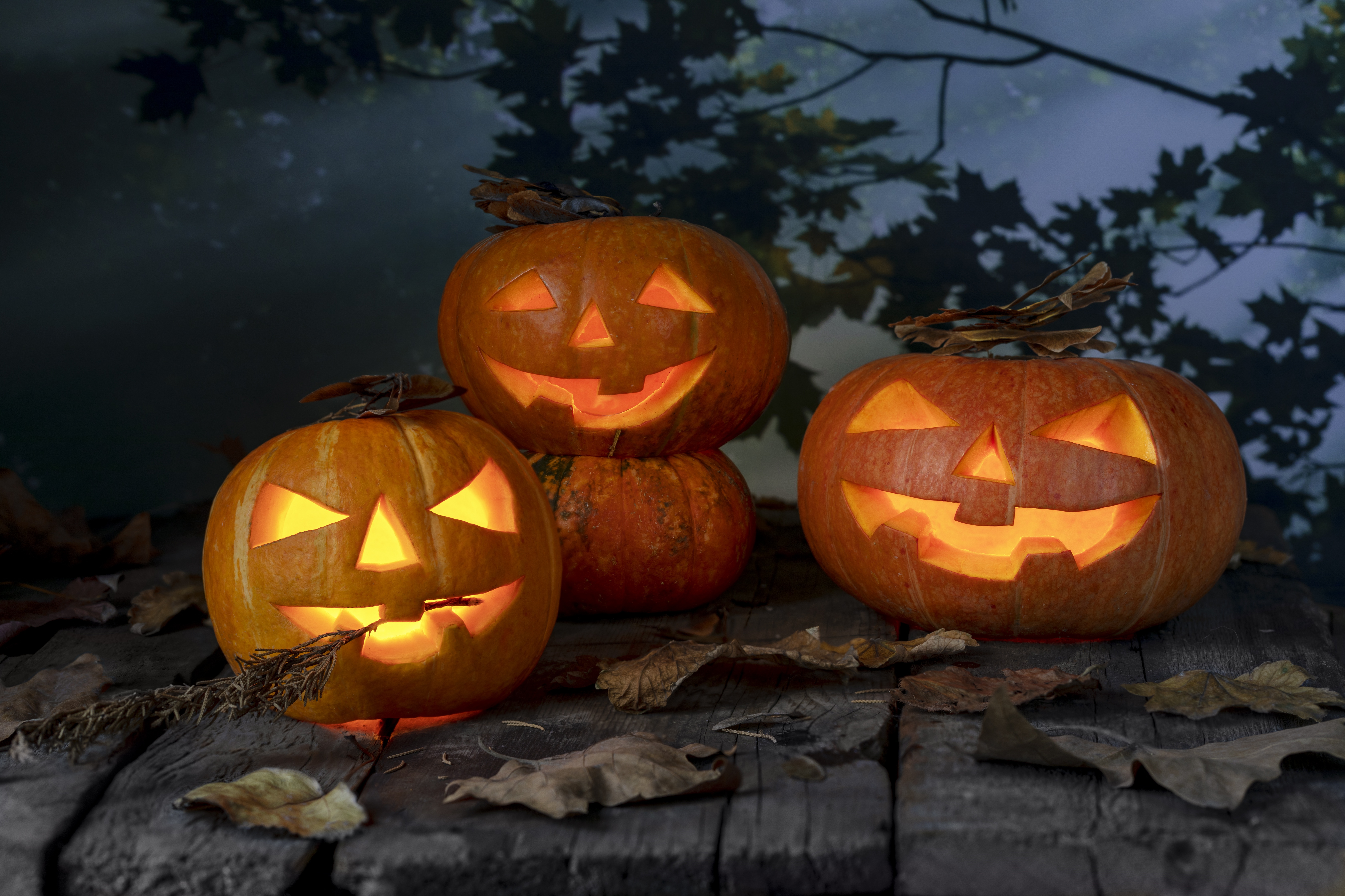 Download mobile wallpaper Halloween, Pumpkin, Holiday, Leaf, Fall, Jack O' Lantern for free.