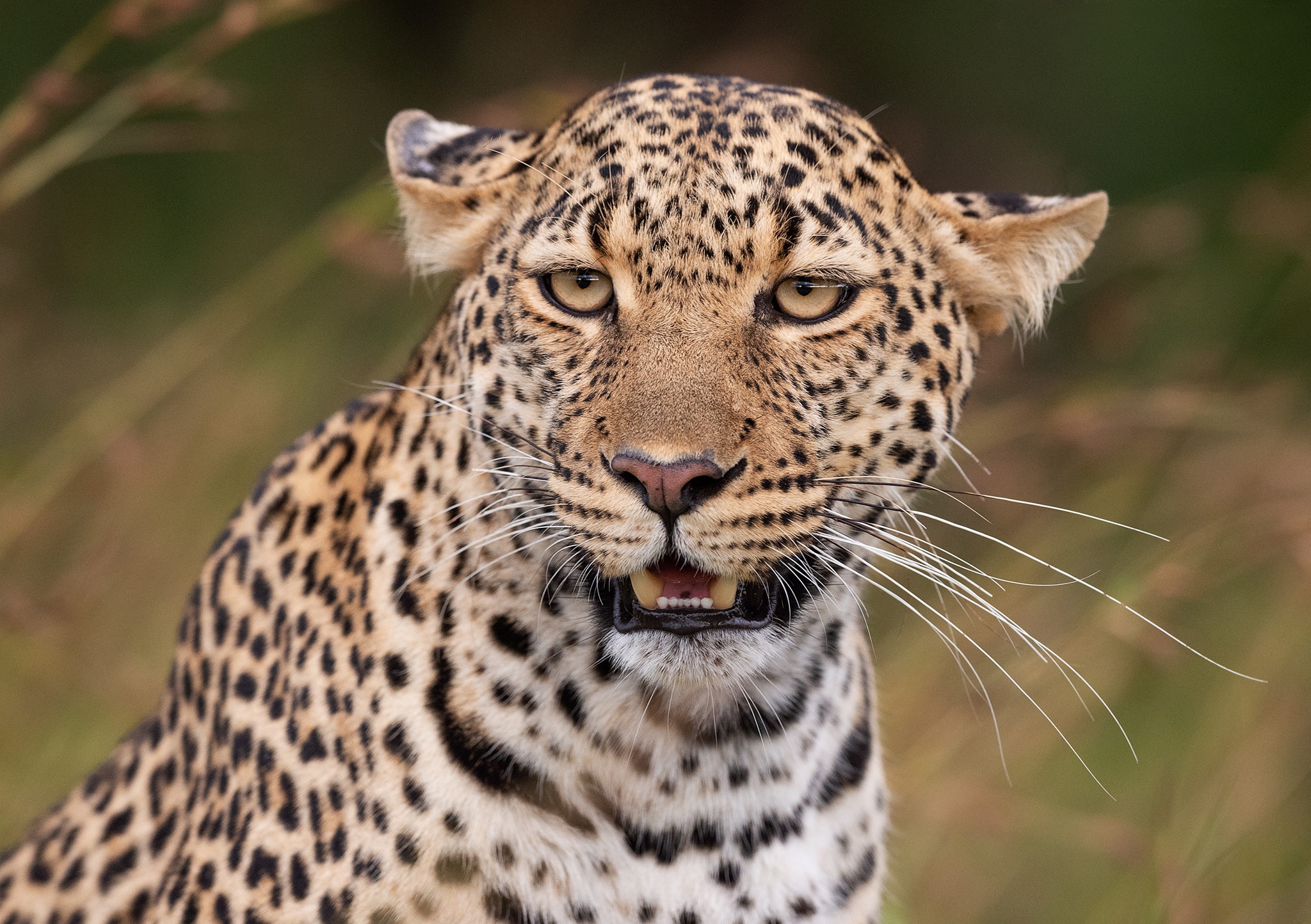 Baixar papel de parede para celular de Animais, Gatos, Leopardo gratuito.