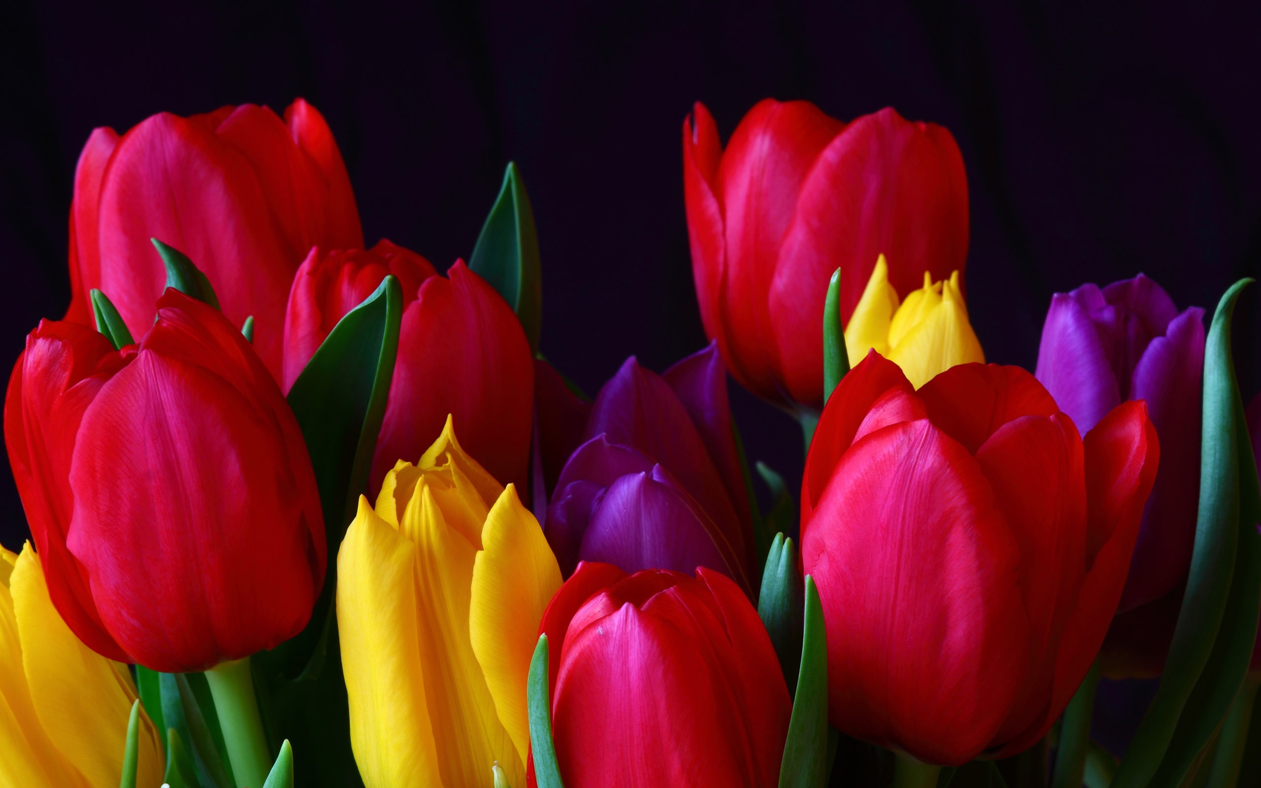 Téléchargez des papiers peints mobile Tulipe, Terre/nature gratuitement.