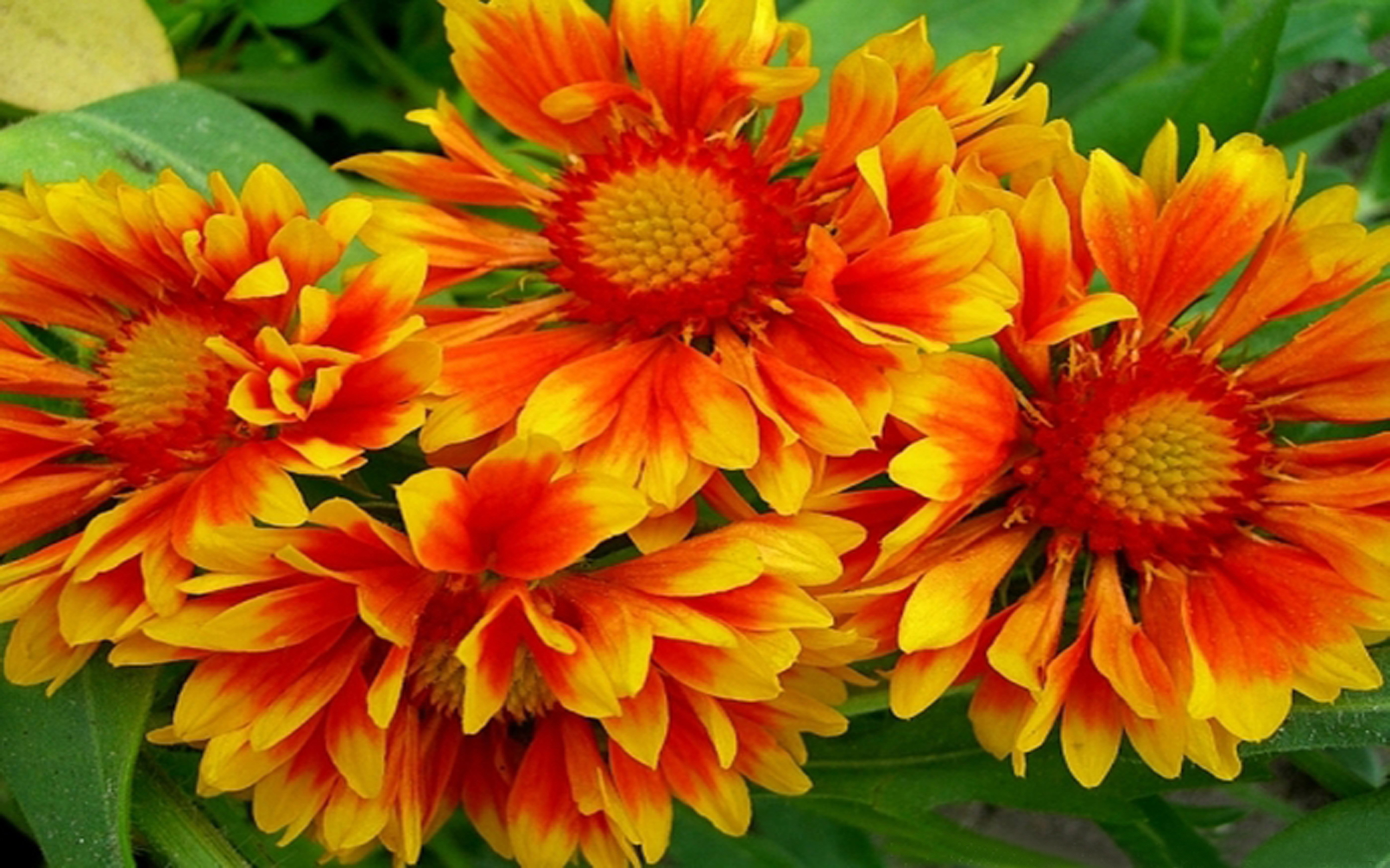 Free download wallpaper Flowers, Flower, Leaf, Earth, Orange Flower on your PC desktop