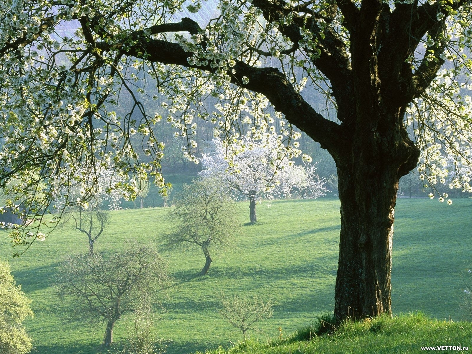 Laden Sie das Bäume, Landschaft, Blumen, Pflanzen-Bild kostenlos auf Ihren PC-Desktop herunter