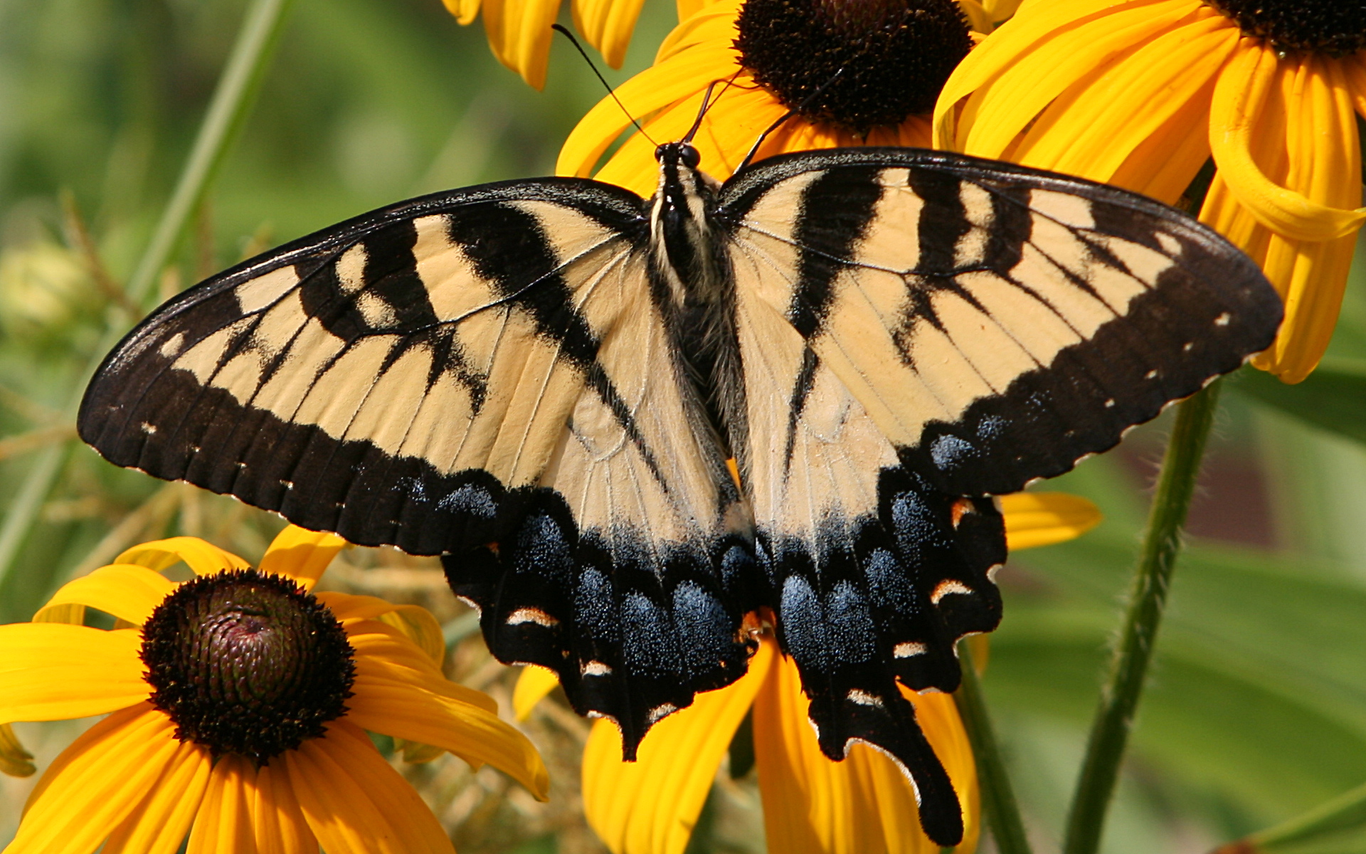 Descarga gratuita de fondo de pantalla para móvil de Animales, Insecto, Mariposa.