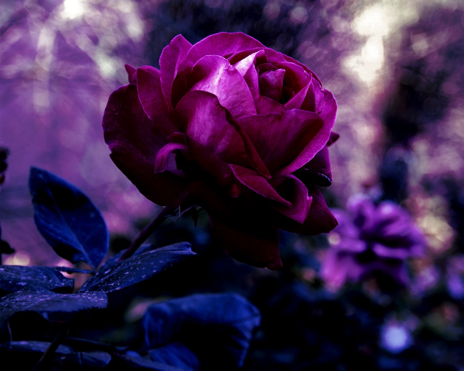 desktop Images rose flower, flowers, drops, rose, bud, blur, smooth, evening
