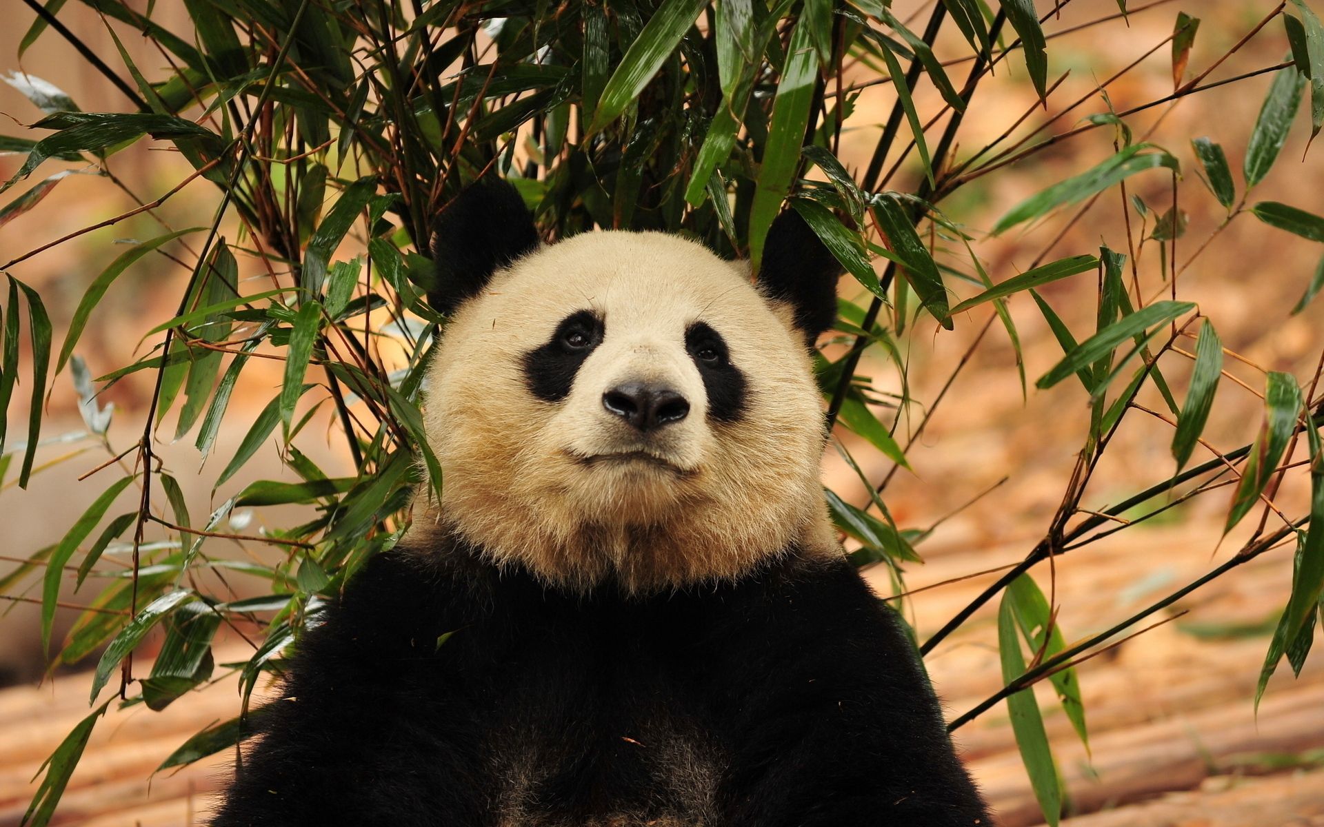 Free download wallpaper Grass, Branch, Animals, Leaves, Panda on your PC desktop