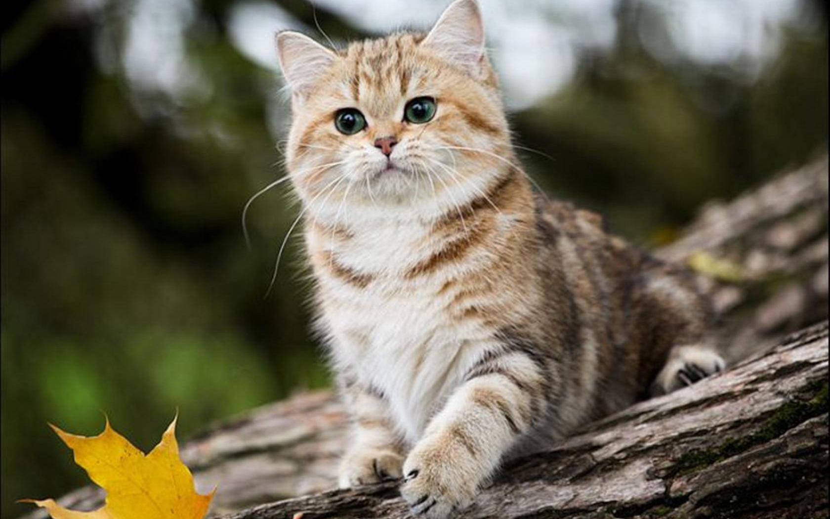 Téléchargez gratuitement l'image Animaux, Chats, Chat sur le bureau de votre PC