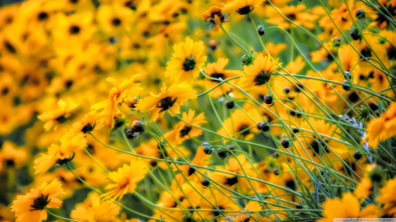 Descarga gratis la imagen Flores, Flor, Tierra/naturaleza en el escritorio de tu PC