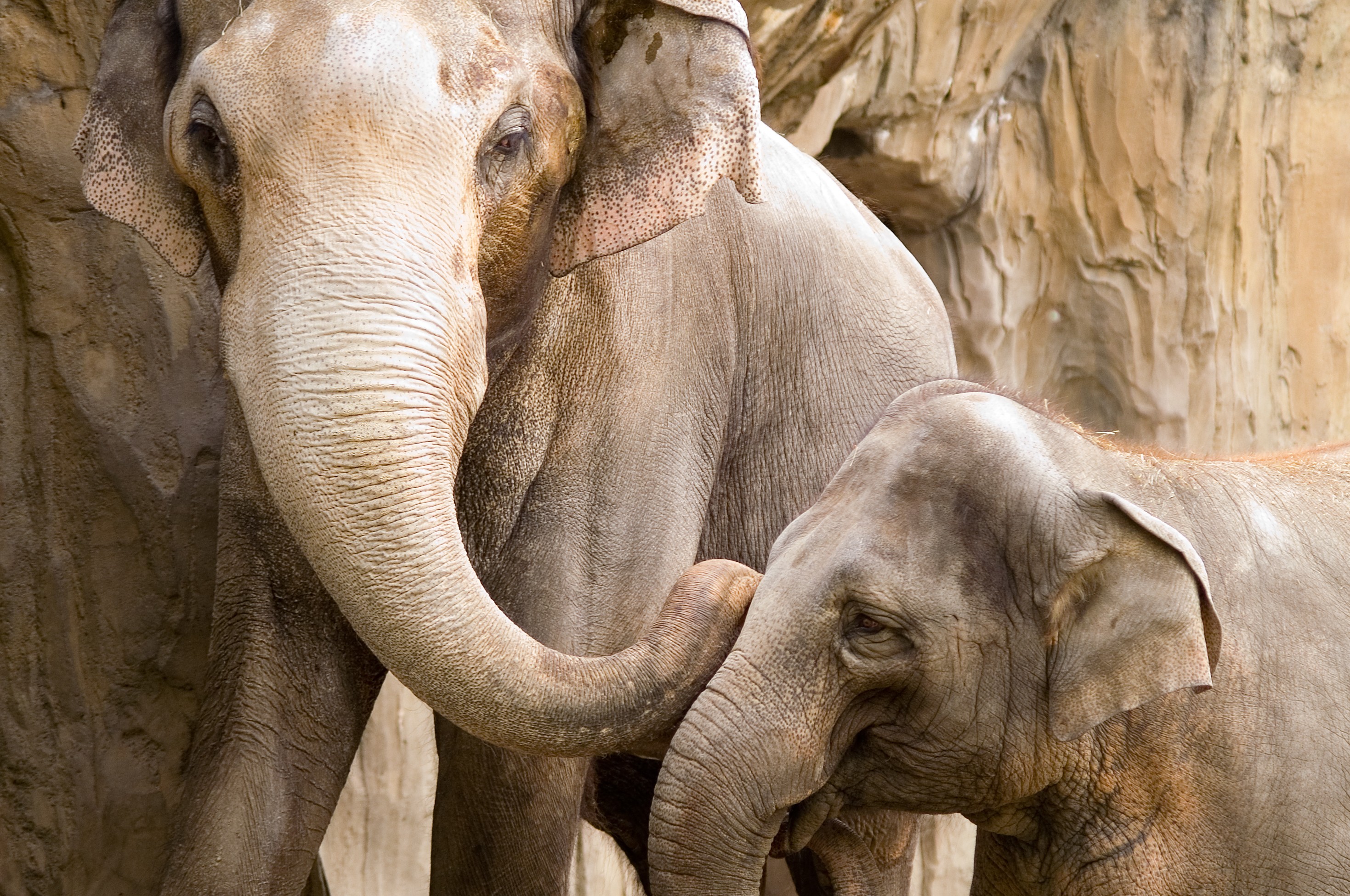 Скачать картинку Азиатский Слон, Слоны, Животные в телефон бесплатно.
