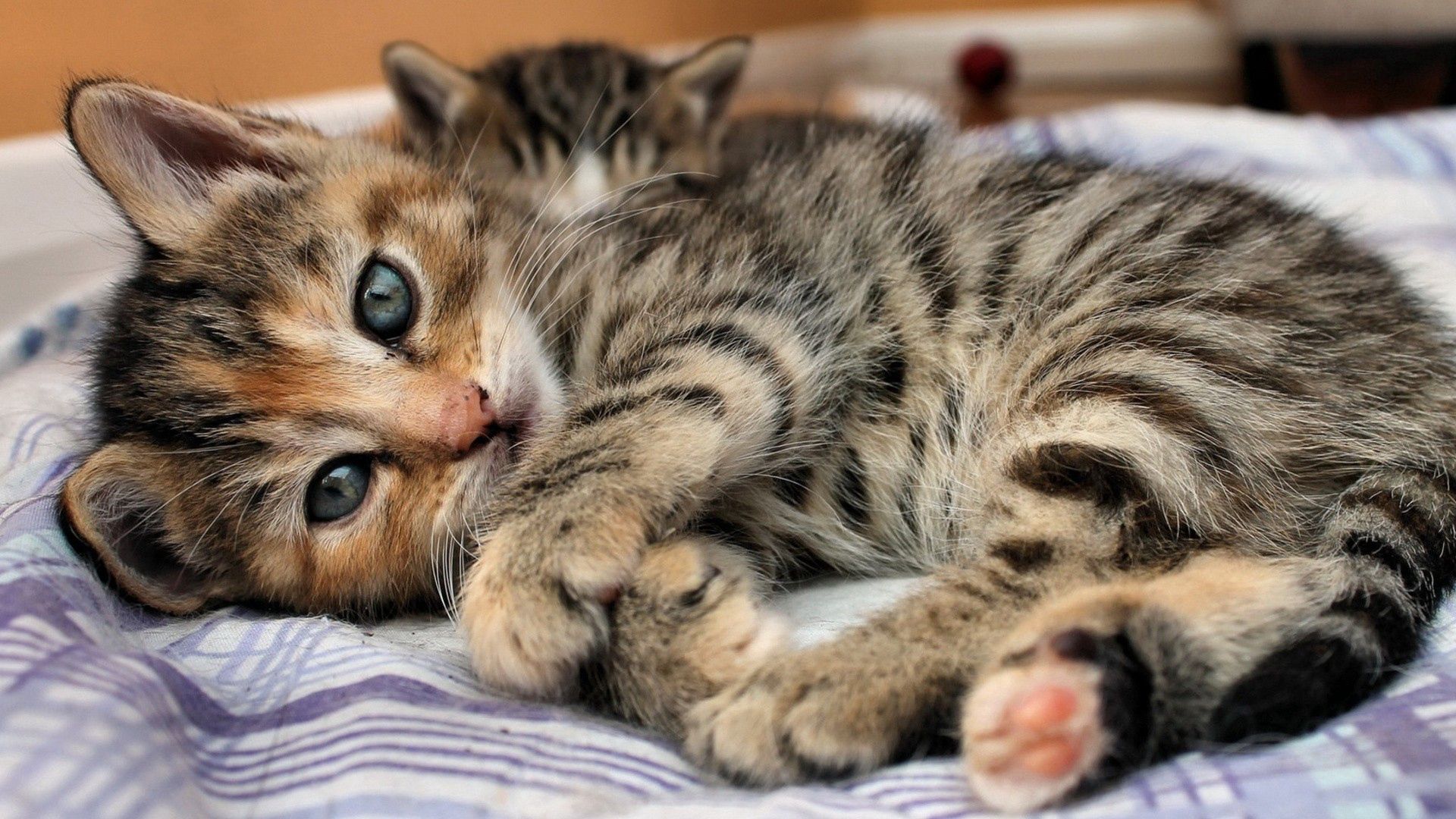 animals, kitty, kitten, to lie down, lie, striped, bed mobile wallpaper