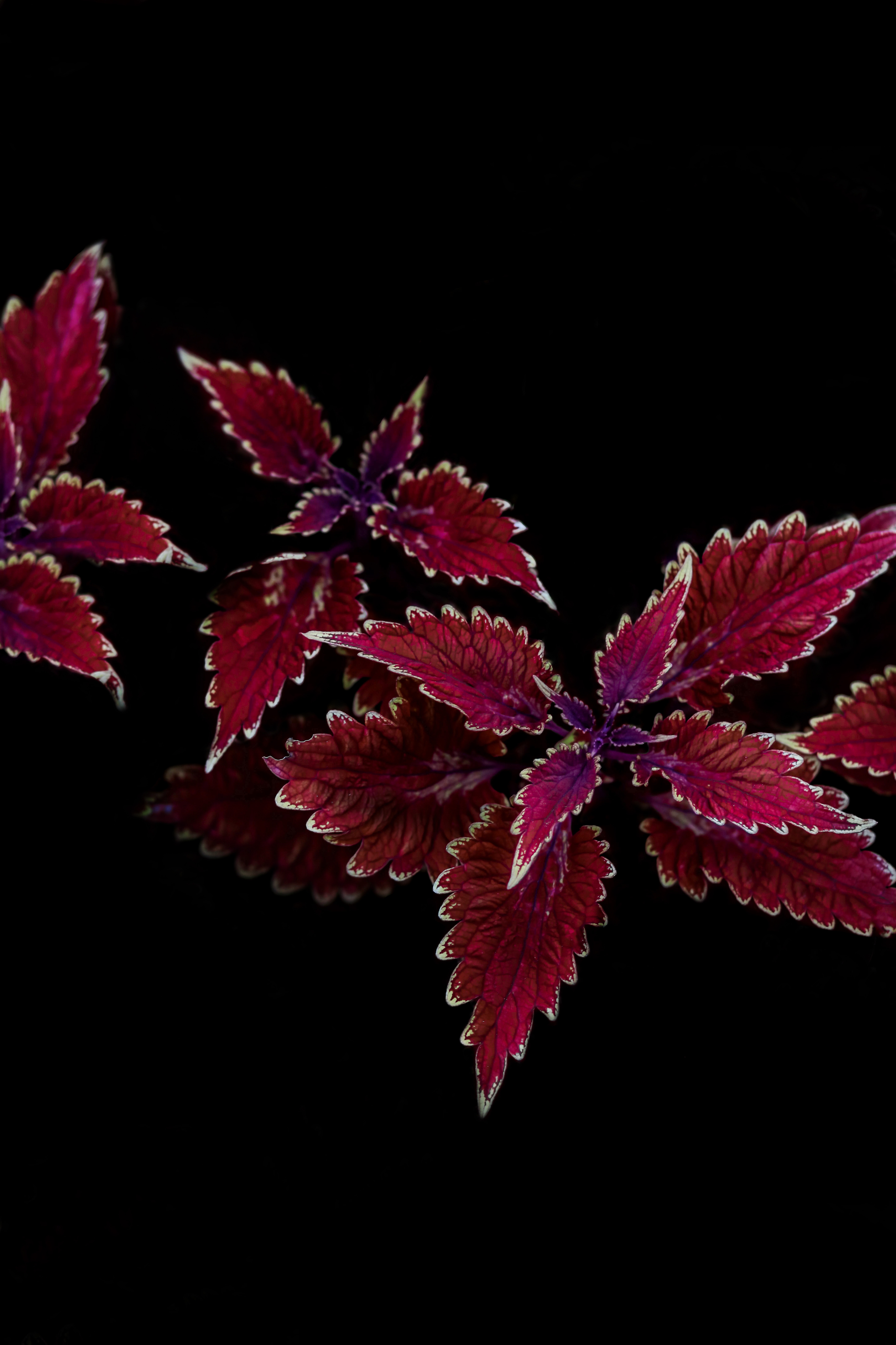 plant, leaves, macro, carved, contrast Image for desktop