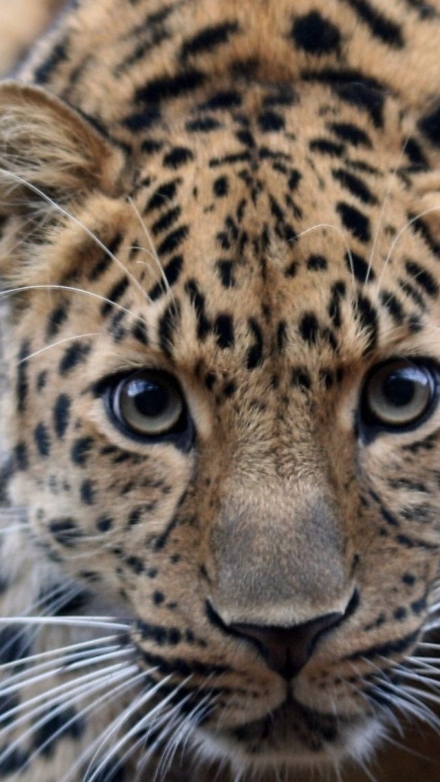 Descarga gratuita de fondo de pantalla para móvil de Animales, Gatos, Leopardo.