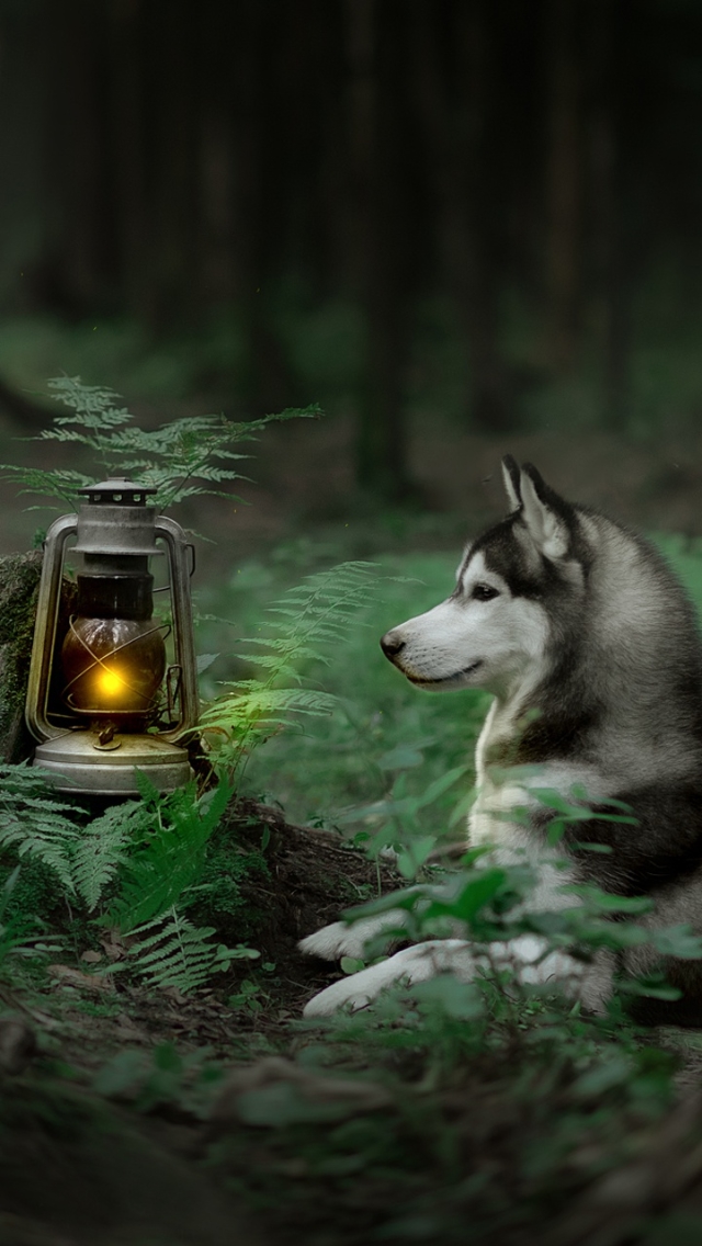 Download mobile wallpaper Dogs, Fern, Dog, Lantern, Animal, Husky, Depth Of Field for free.