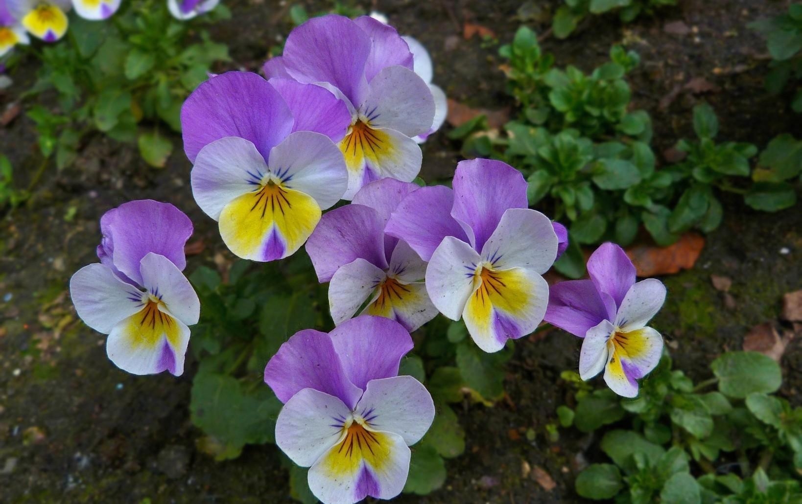 flowers, pansies, close up, greens, flower bed, flowerbed for android