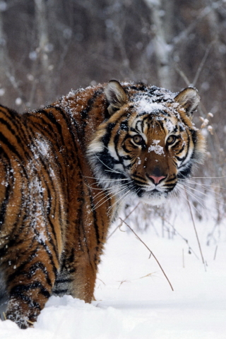 Скачати мобільні шпалери Зима, Сніг, Тигр, Тварина, Коти безкоштовно.
