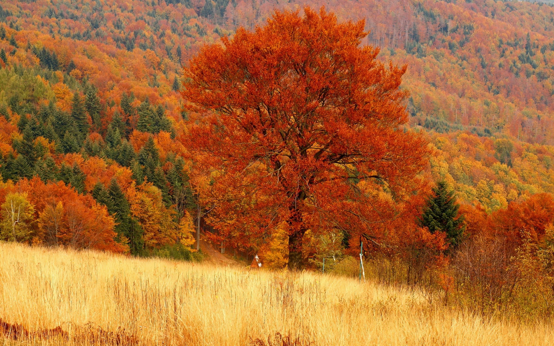 Download mobile wallpaper Fall, Earth for free.