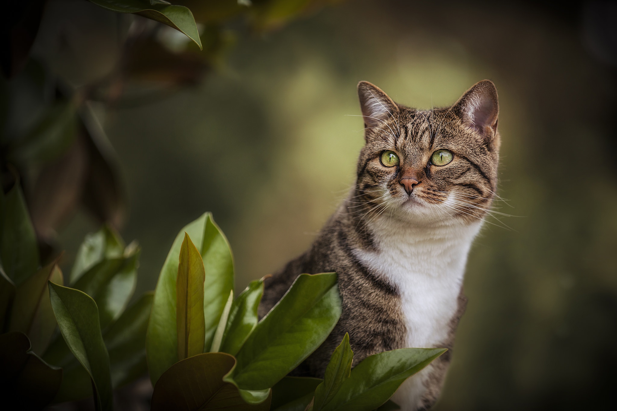 Handy-Wallpaper Tiere, Katzen, Katze kostenlos herunterladen.