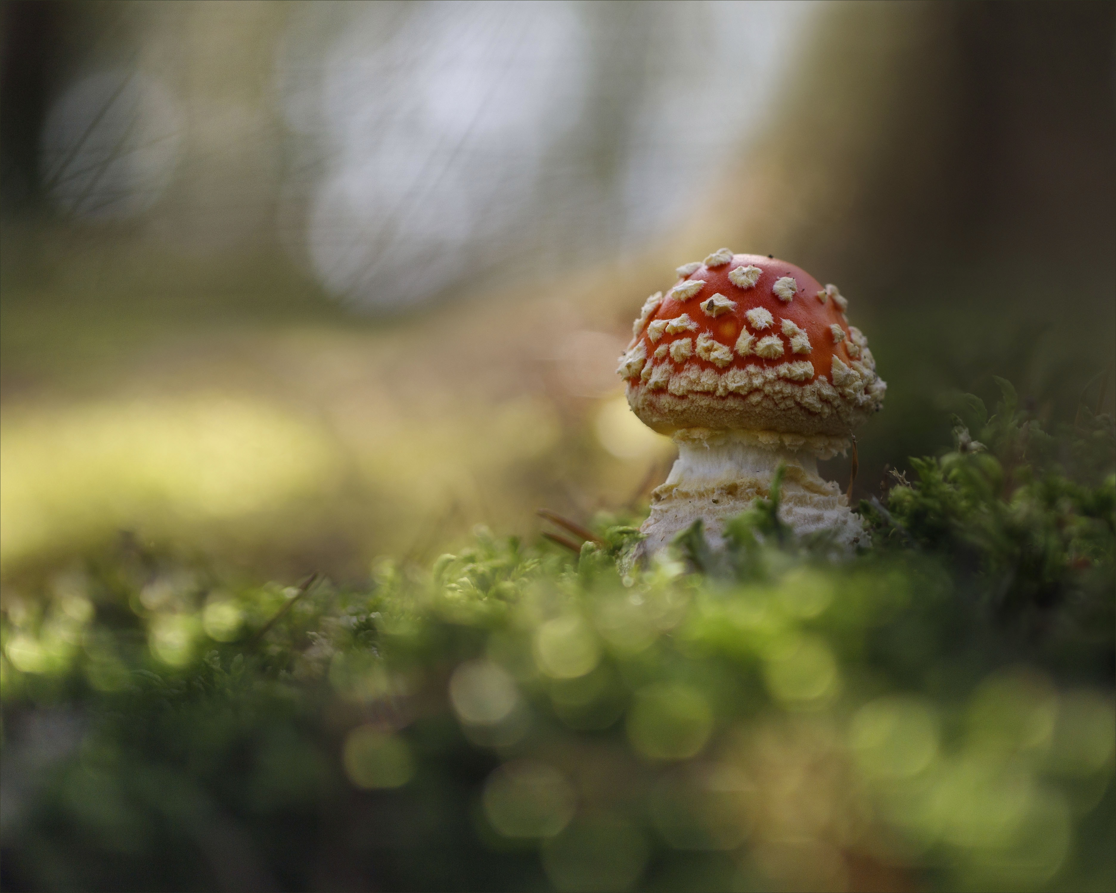 Free download wallpaper Nature, Macro, Earth, Mushroom on your PC desktop