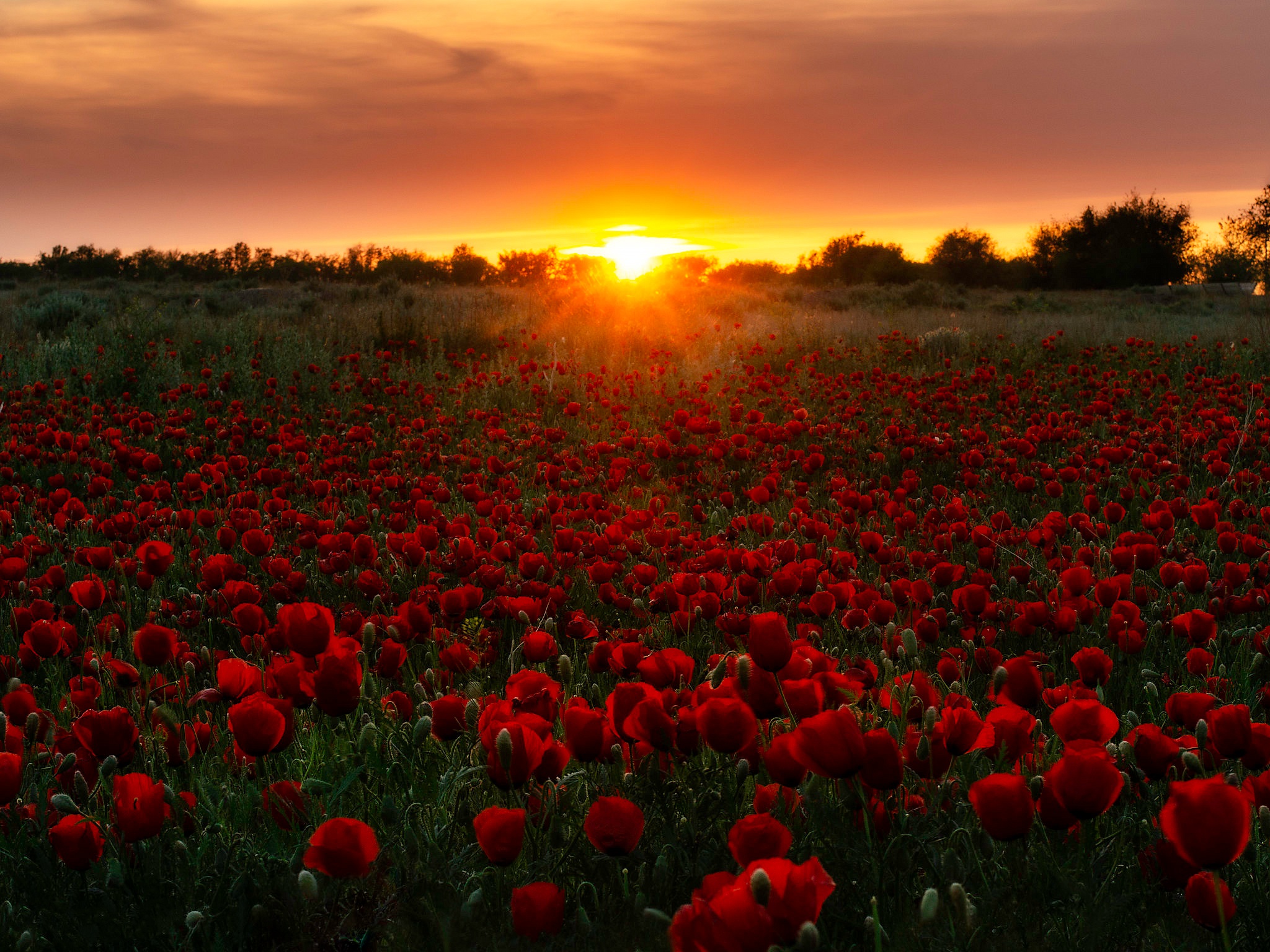 Download mobile wallpaper Nature, Flowers, Sunset, Earth, Field, Poppy, Red Flower for free.