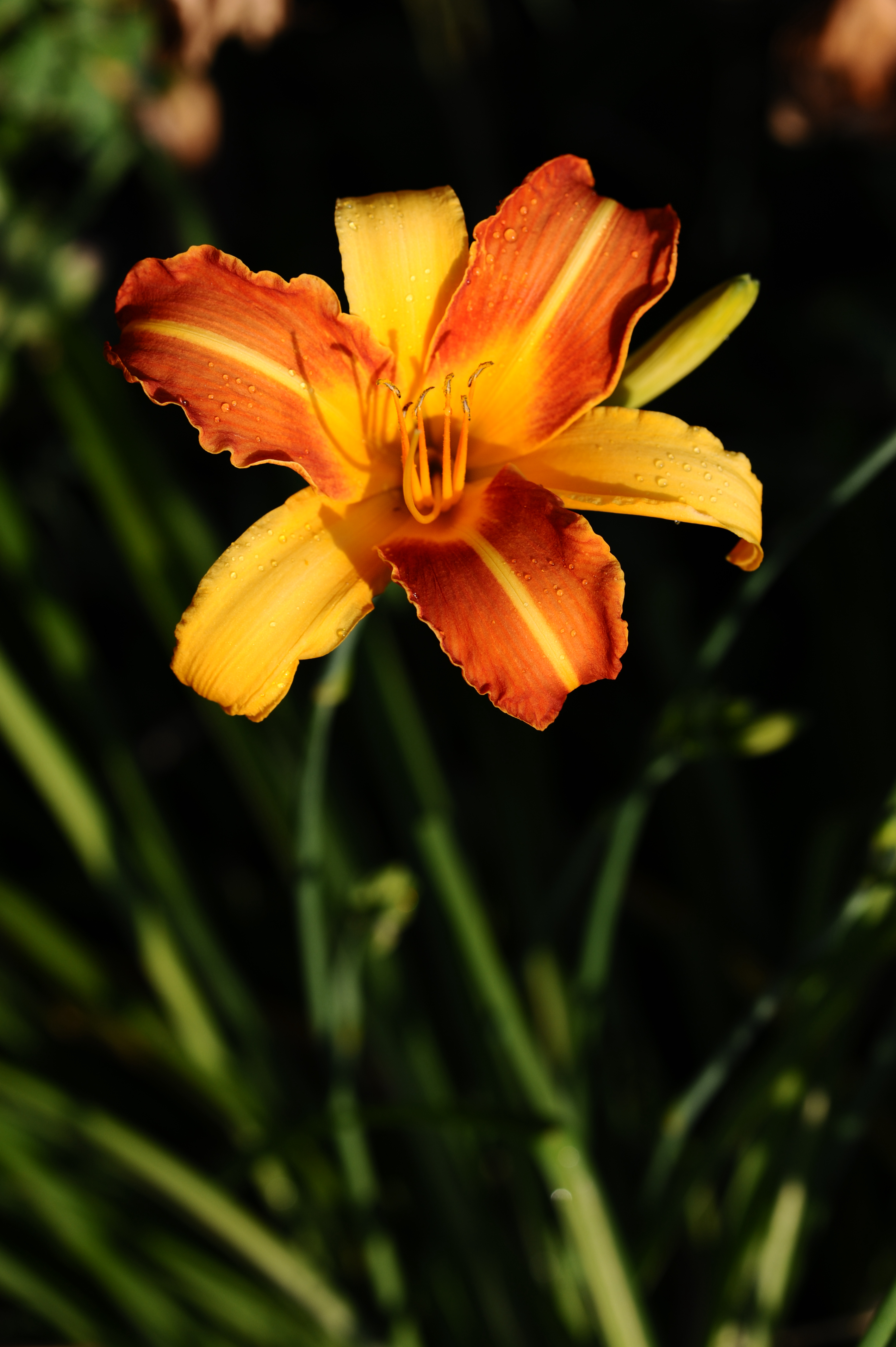 Laden Sie das Nass, Lilie, Lily, Blumen, Blume, Blütenblätter-Bild kostenlos auf Ihren PC-Desktop herunter