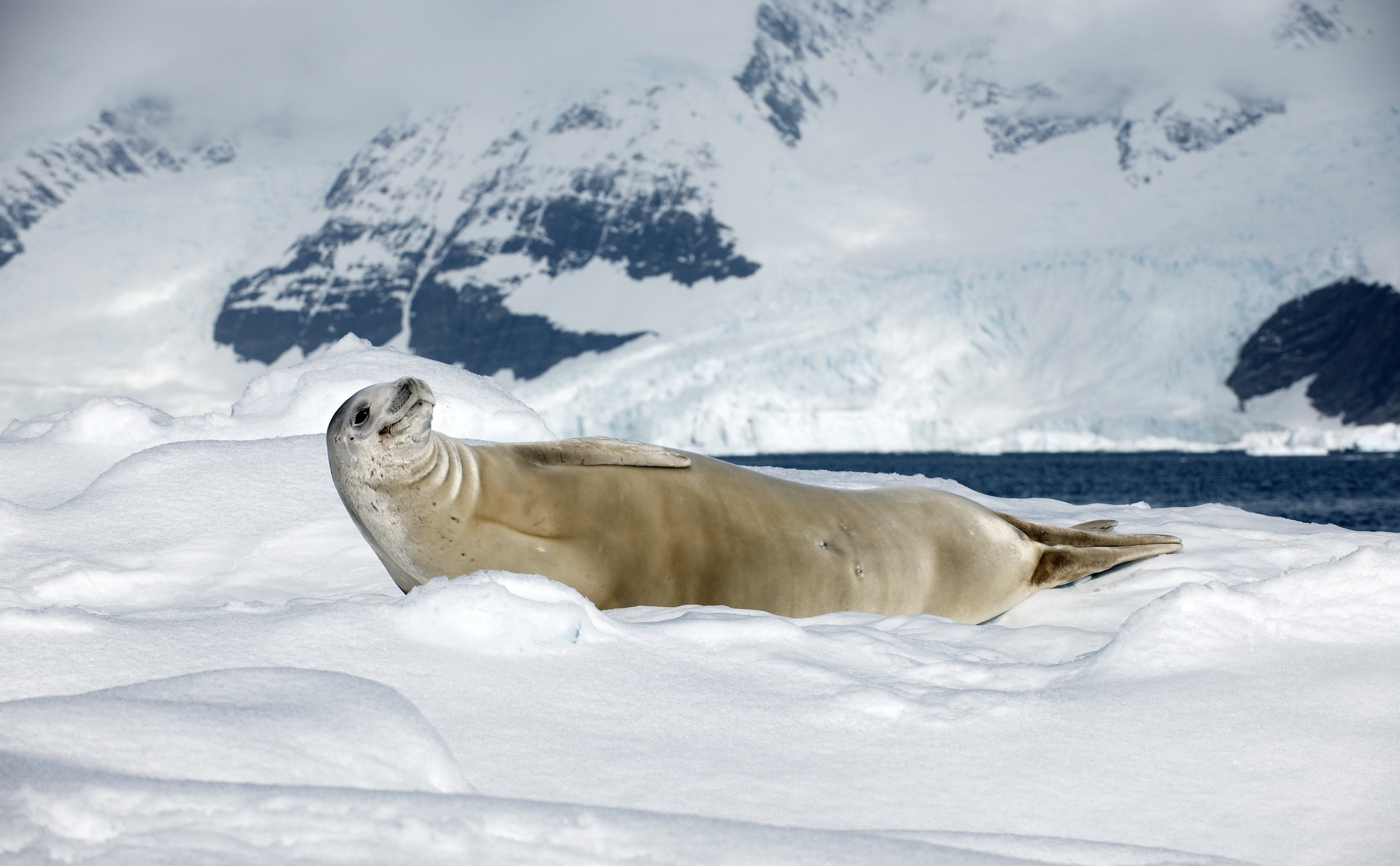 Download mobile wallpaper Seals, Animal, Seal for free.
