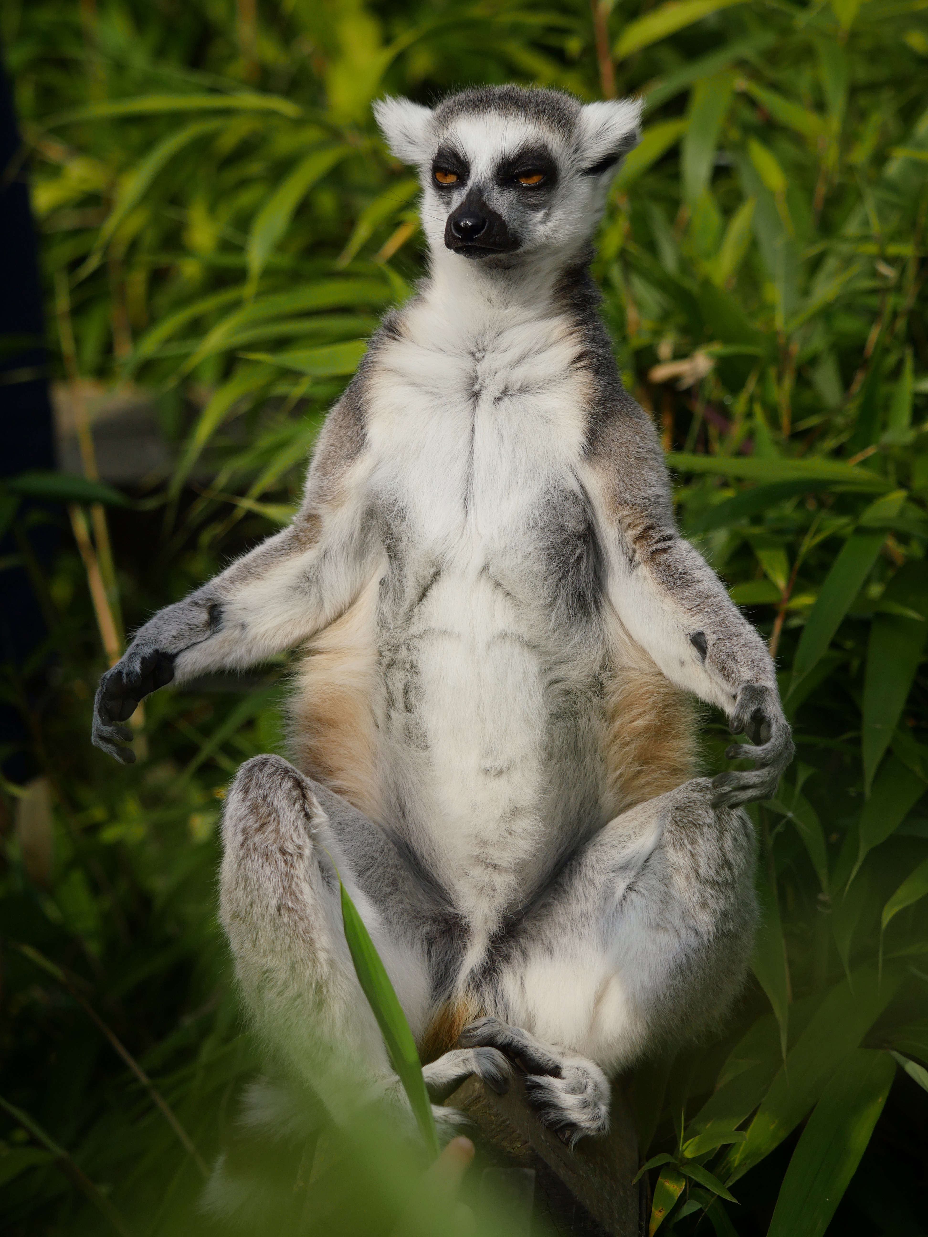 Download mobile wallpaper Lemur, Animal, Animals, Meditation for free.