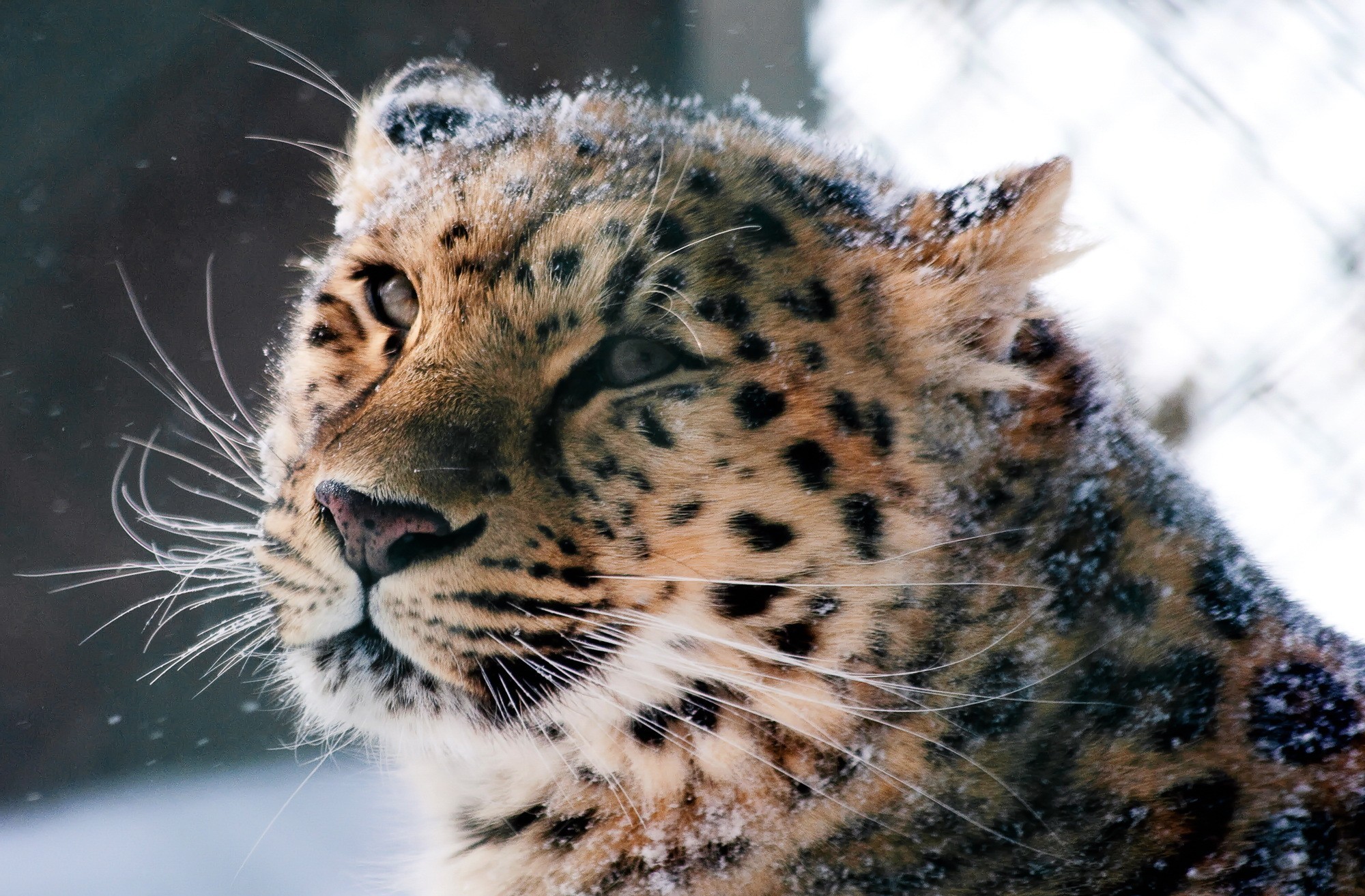 Descarga gratuita de fondo de pantalla para móvil de Animales, Leopardo De Las Nieves.