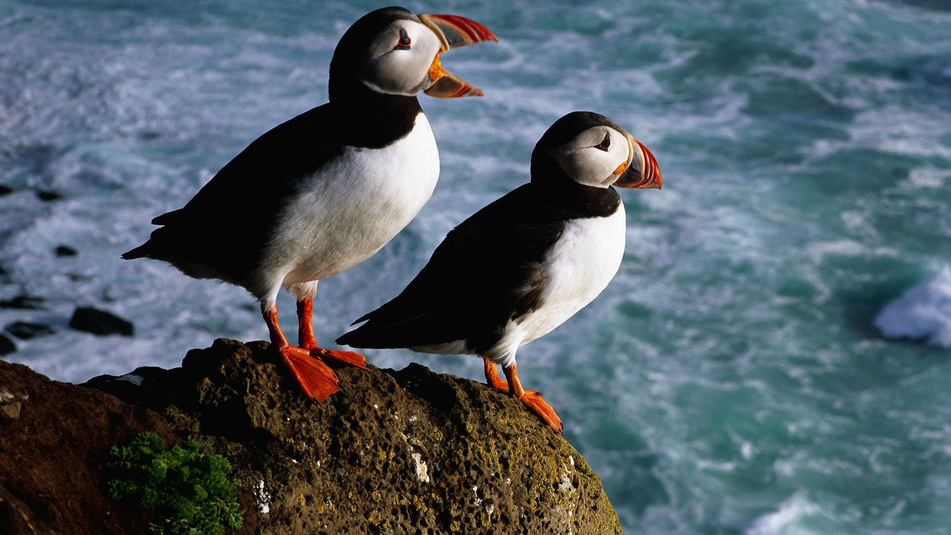 Download mobile wallpaper Birds, Bird, Animal, Puffin for free.