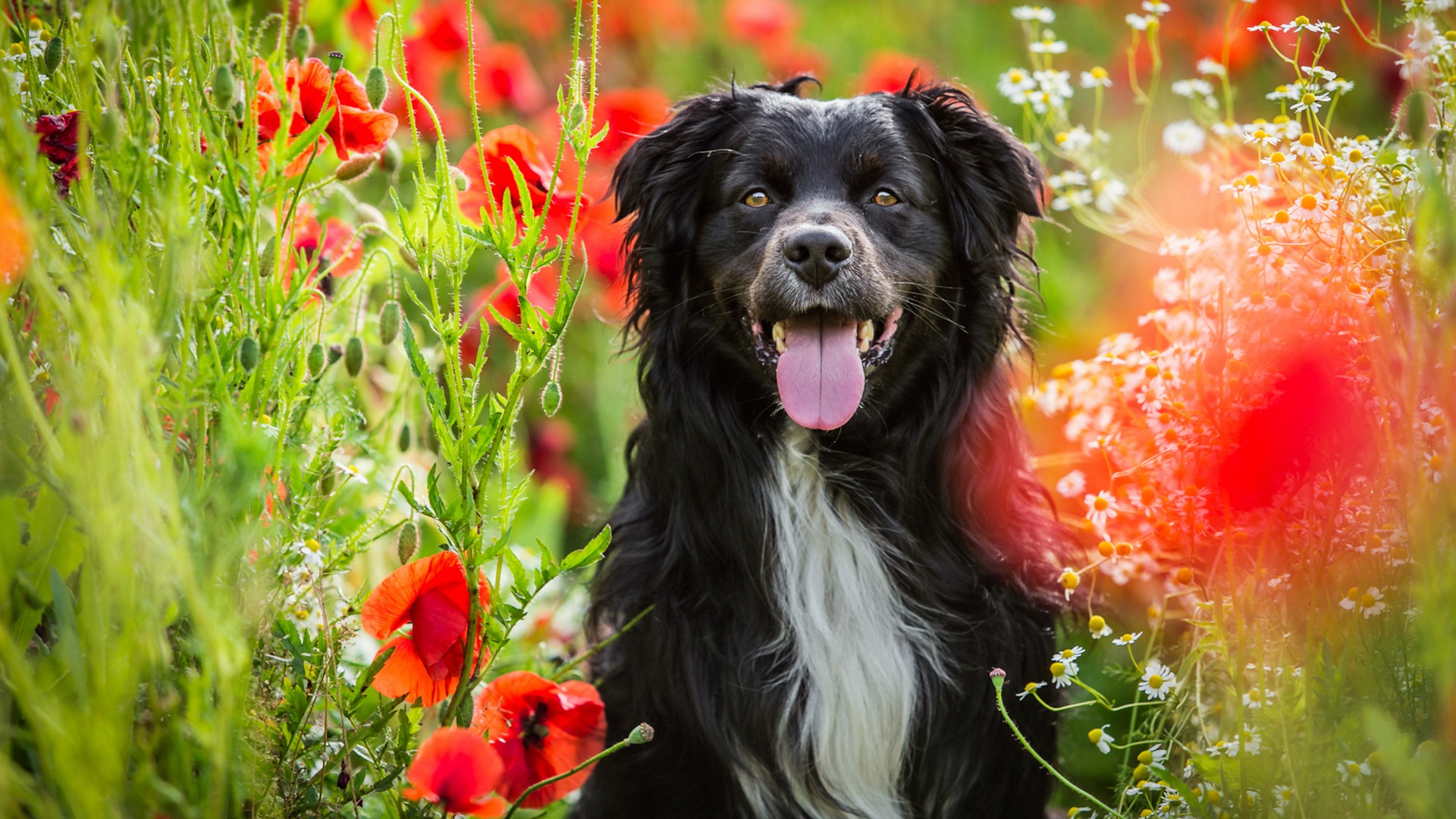 Download mobile wallpaper Dogs, Dog, Animal, Poppy, Red Flower for free.