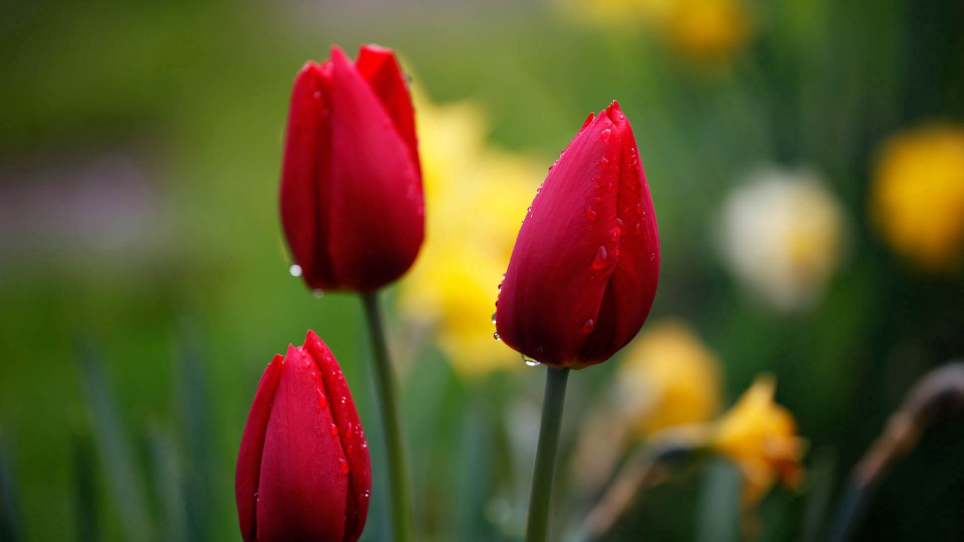 Téléchargez des papiers peints mobile Fleurs, Bourgeon, Drops, Tulipes gratuitement.