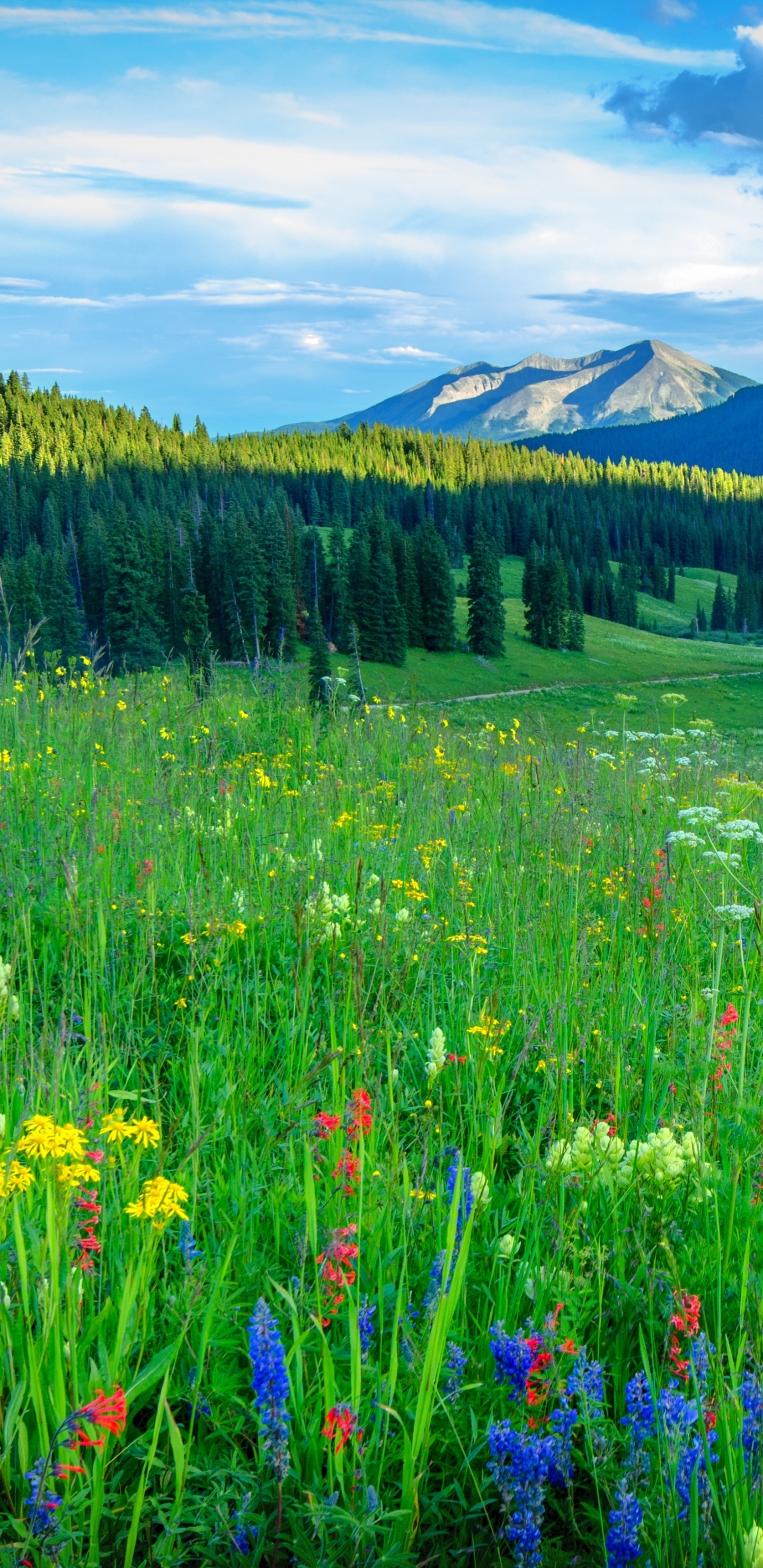 Download mobile wallpaper Grass, Flower, Earth, Spring, Meadow for free.