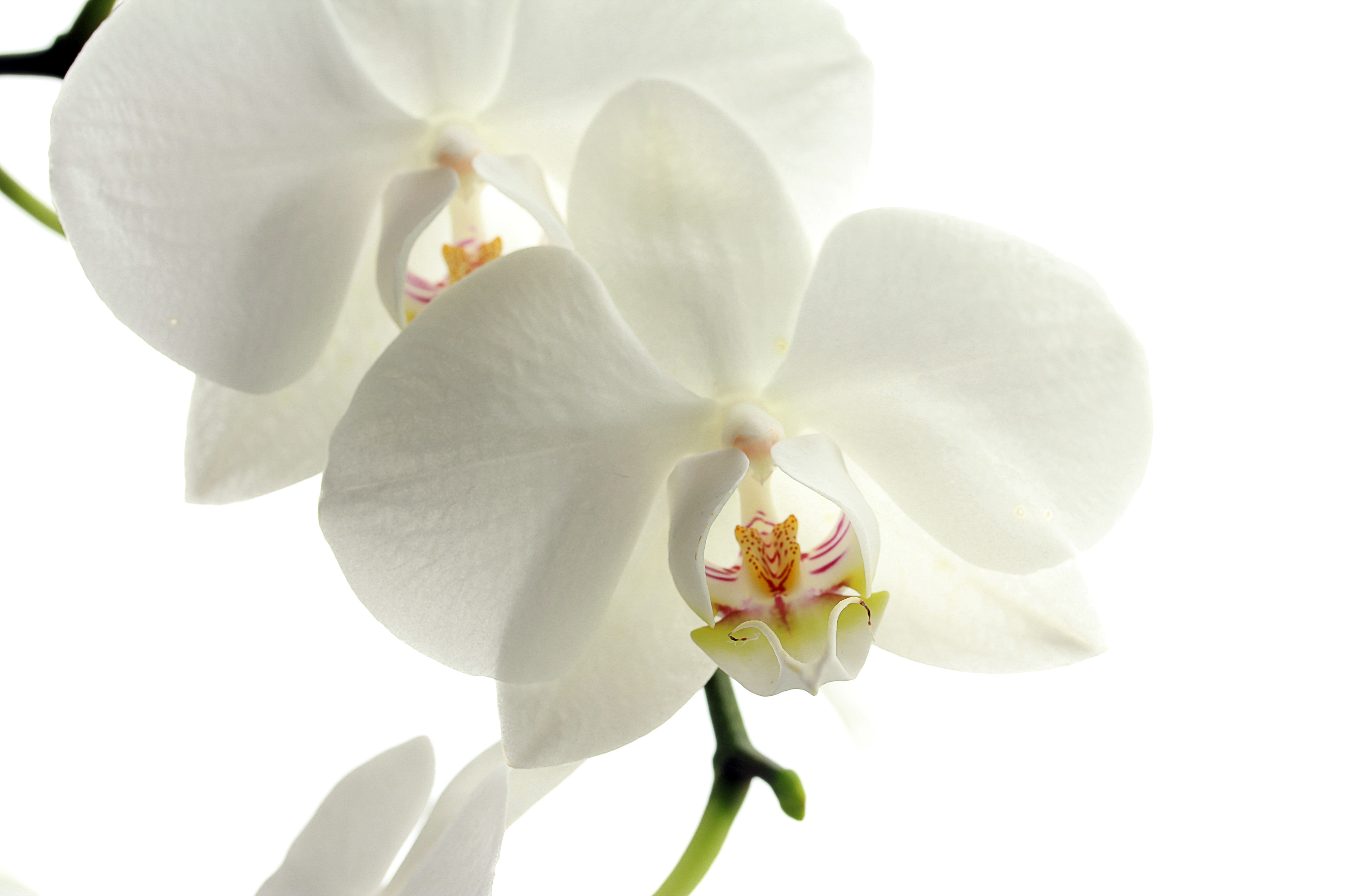 138797 descargar imagen orquídea, flores, flor, pétalos: fondos de pantalla y protectores de pantalla gratis