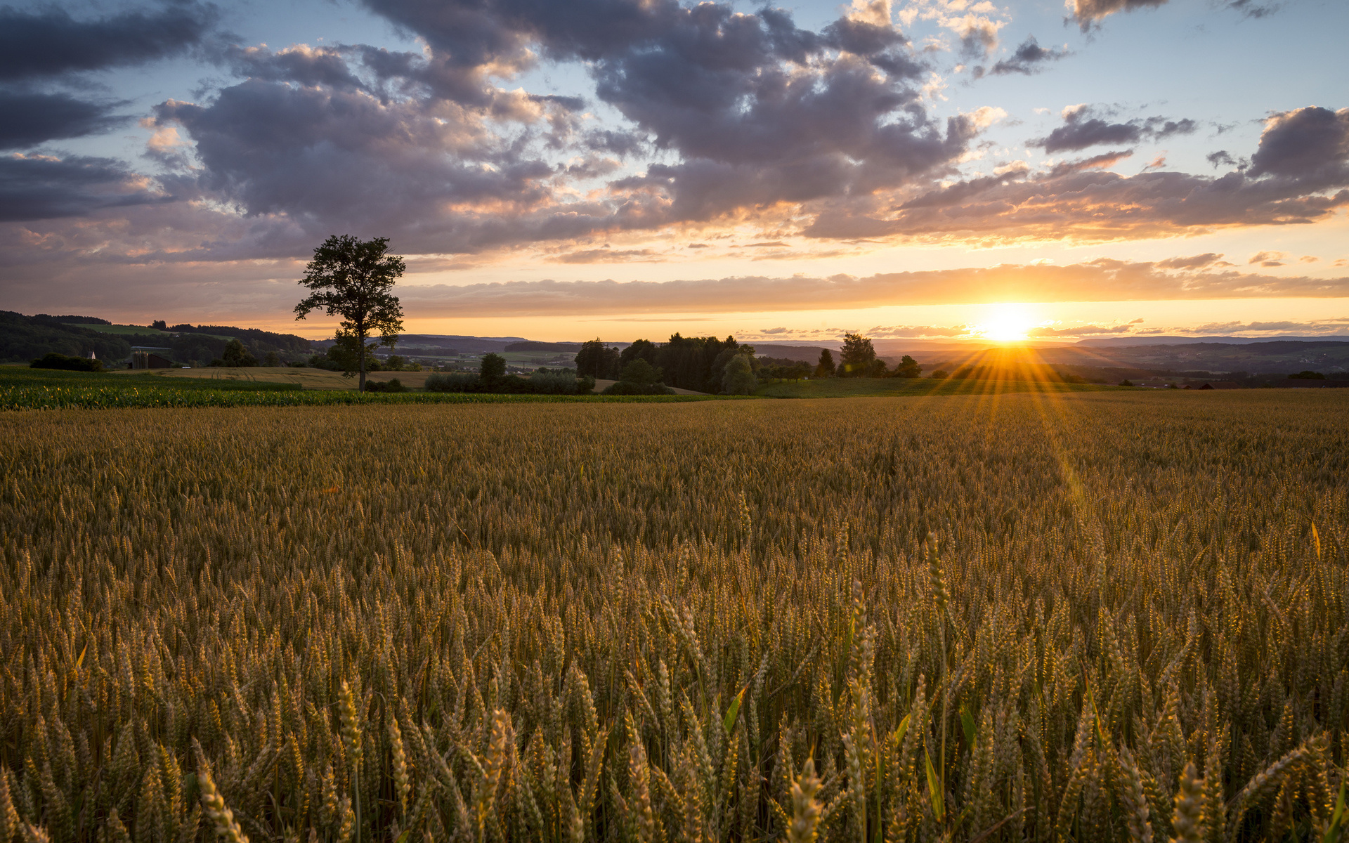 Free download wallpaper Landscape, Sunset, Wheat, Earth, Field on your PC desktop