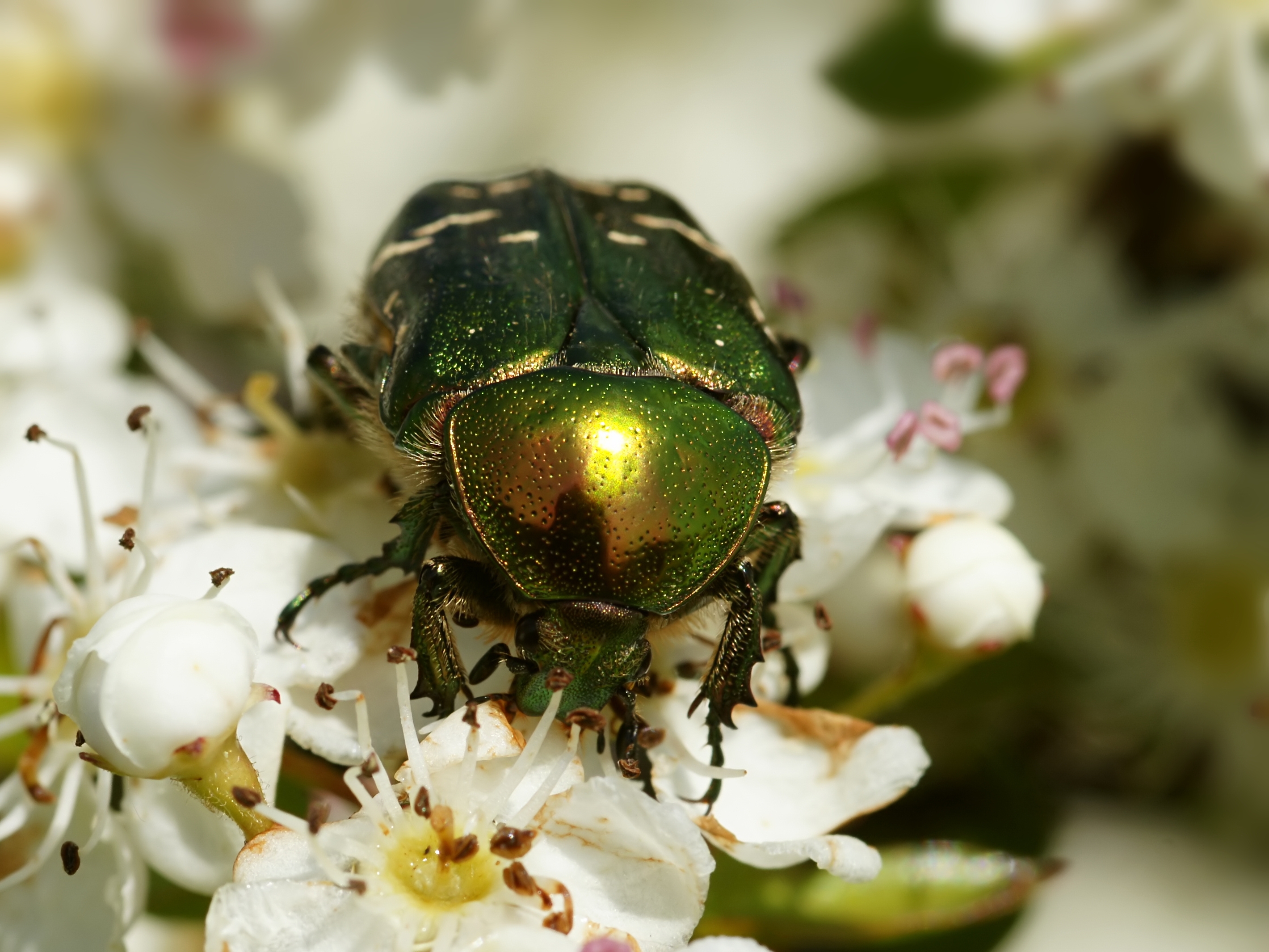 Téléchargez gratuitement l'image Animaux, Insecte sur le bureau de votre PC