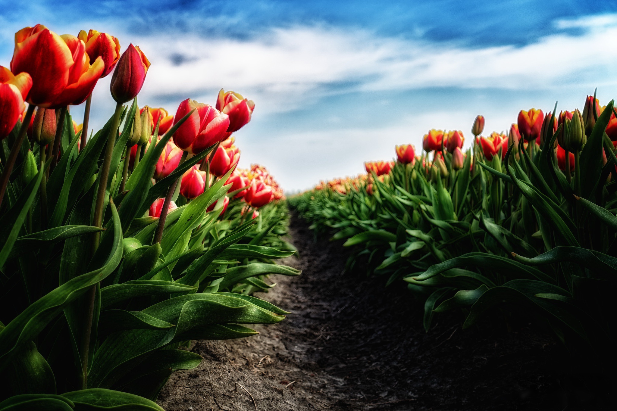 Free download wallpaper Flowers, Flower, Earth, Spring, Tulip, Red Flower on your PC desktop