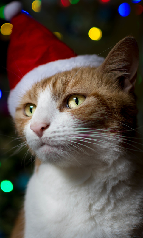 Handy-Wallpaper Tiere, Katzen, Katze, Bokeh, Weihnachtsmütze kostenlos herunterladen.