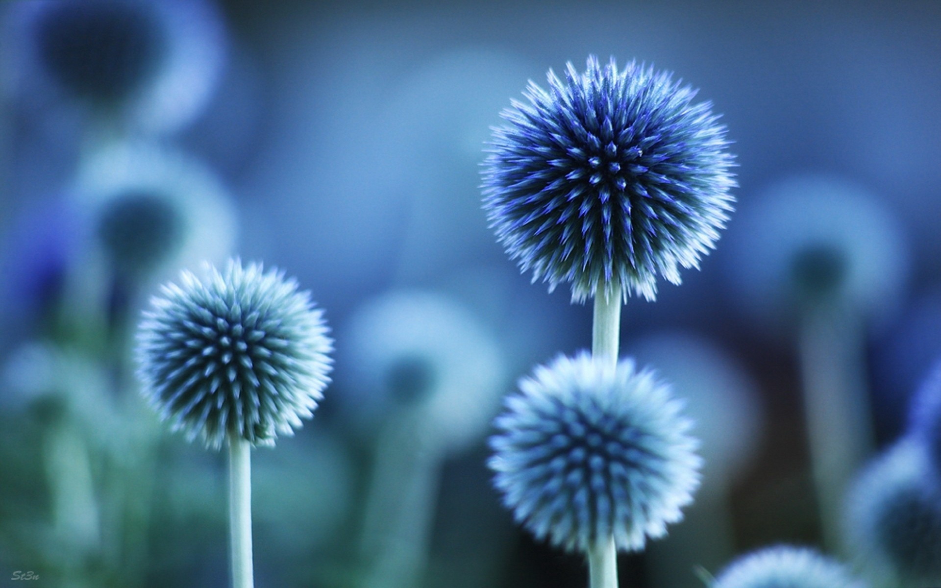 Descarga gratis la imagen Flor, Tierra/naturaleza en el escritorio de tu PC